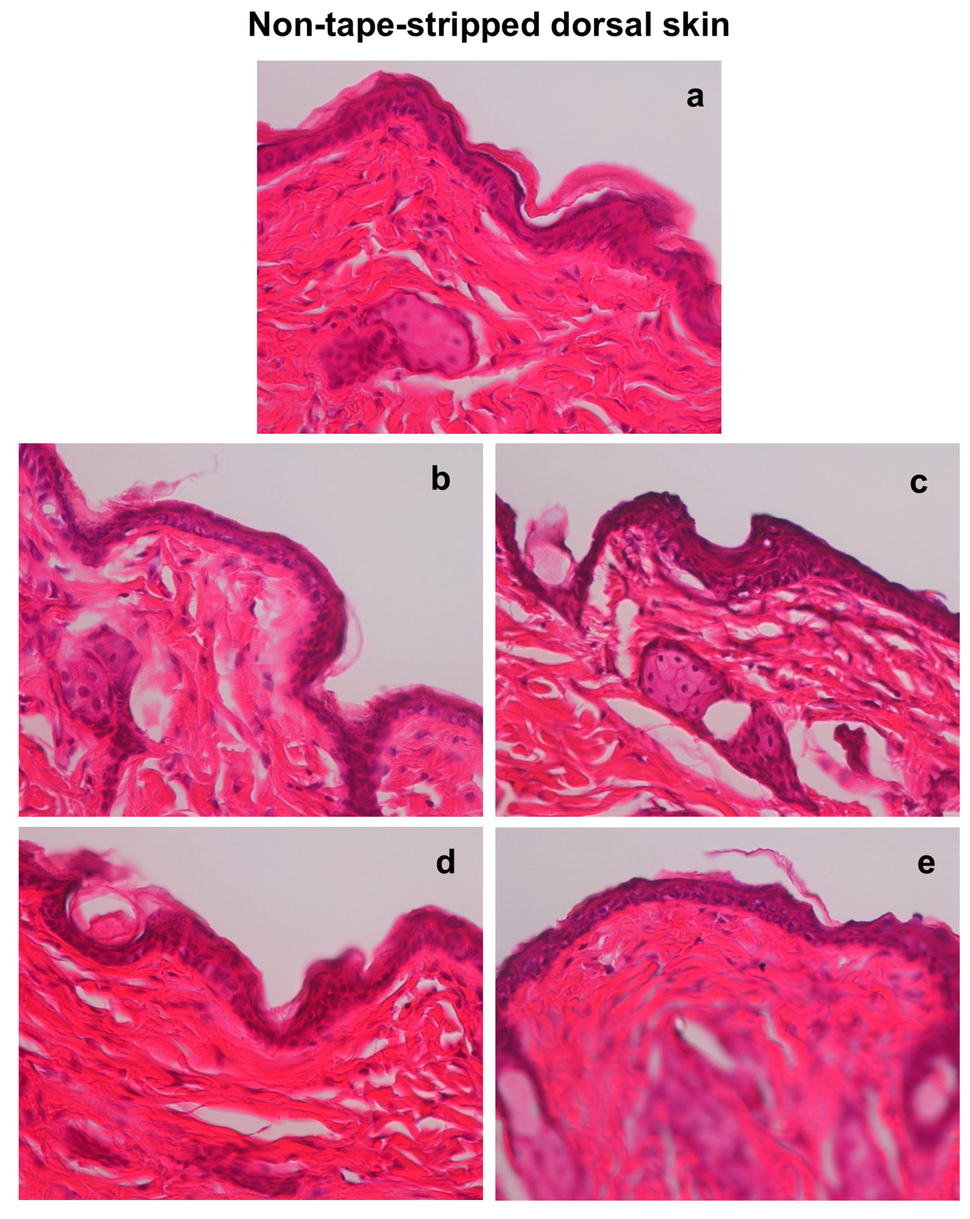 Biomedicines 13 02707 g003 Biomedicines 13 02707 g003