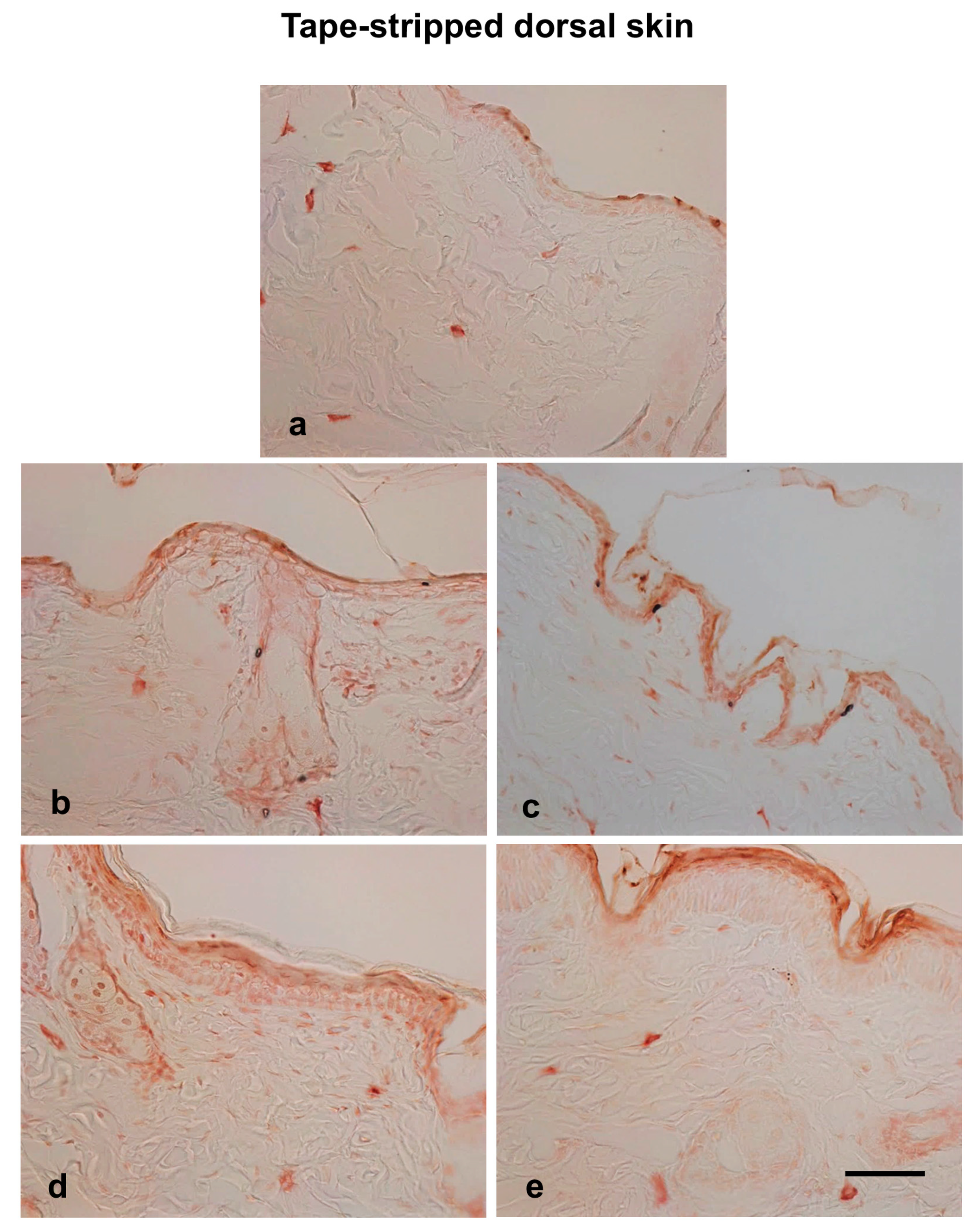 Biomedicines 13 02707 g005 Biomedicines 13 02707 g005