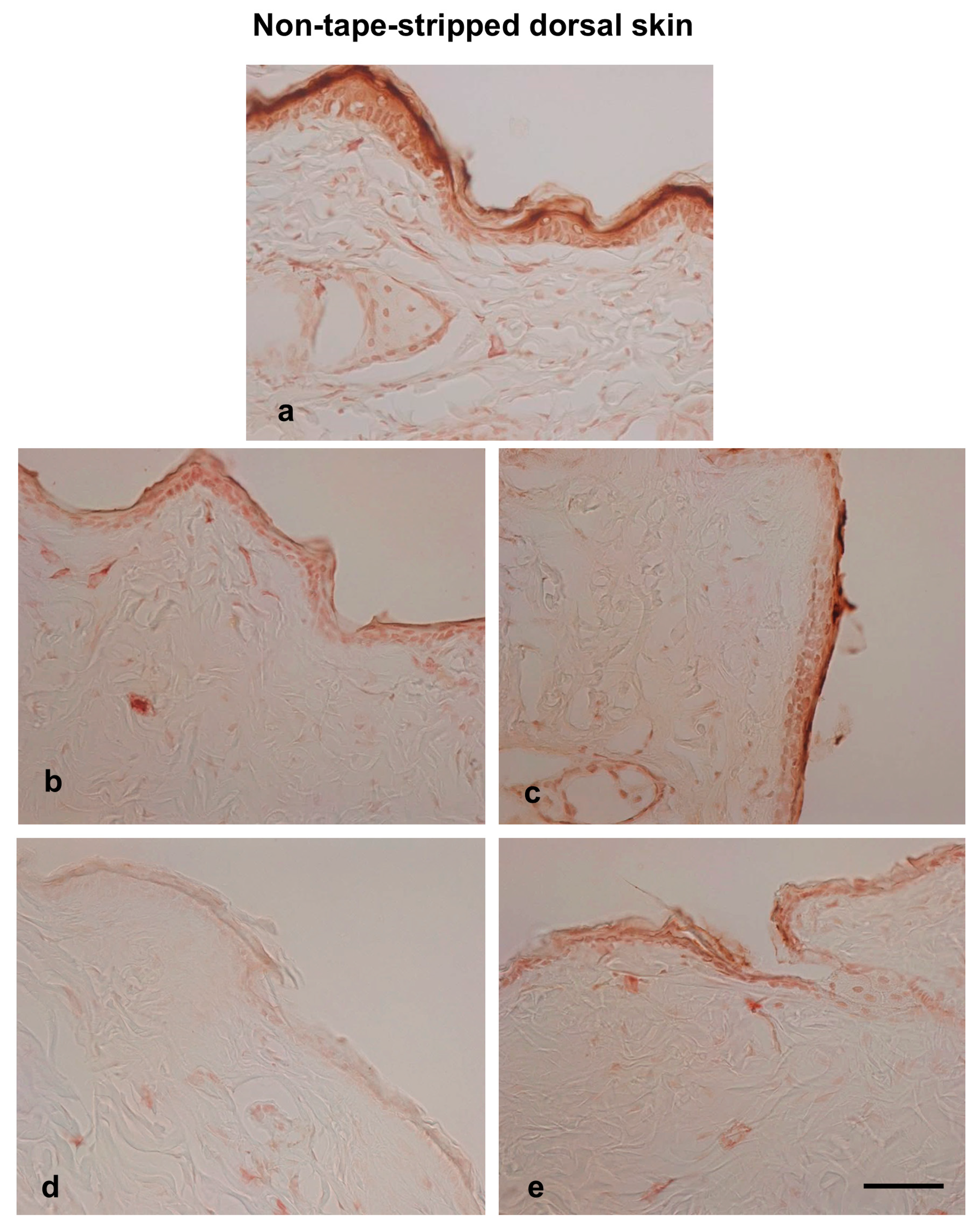 Biomedicines 13 02707 g006 Biomedicines 13 02707 g006