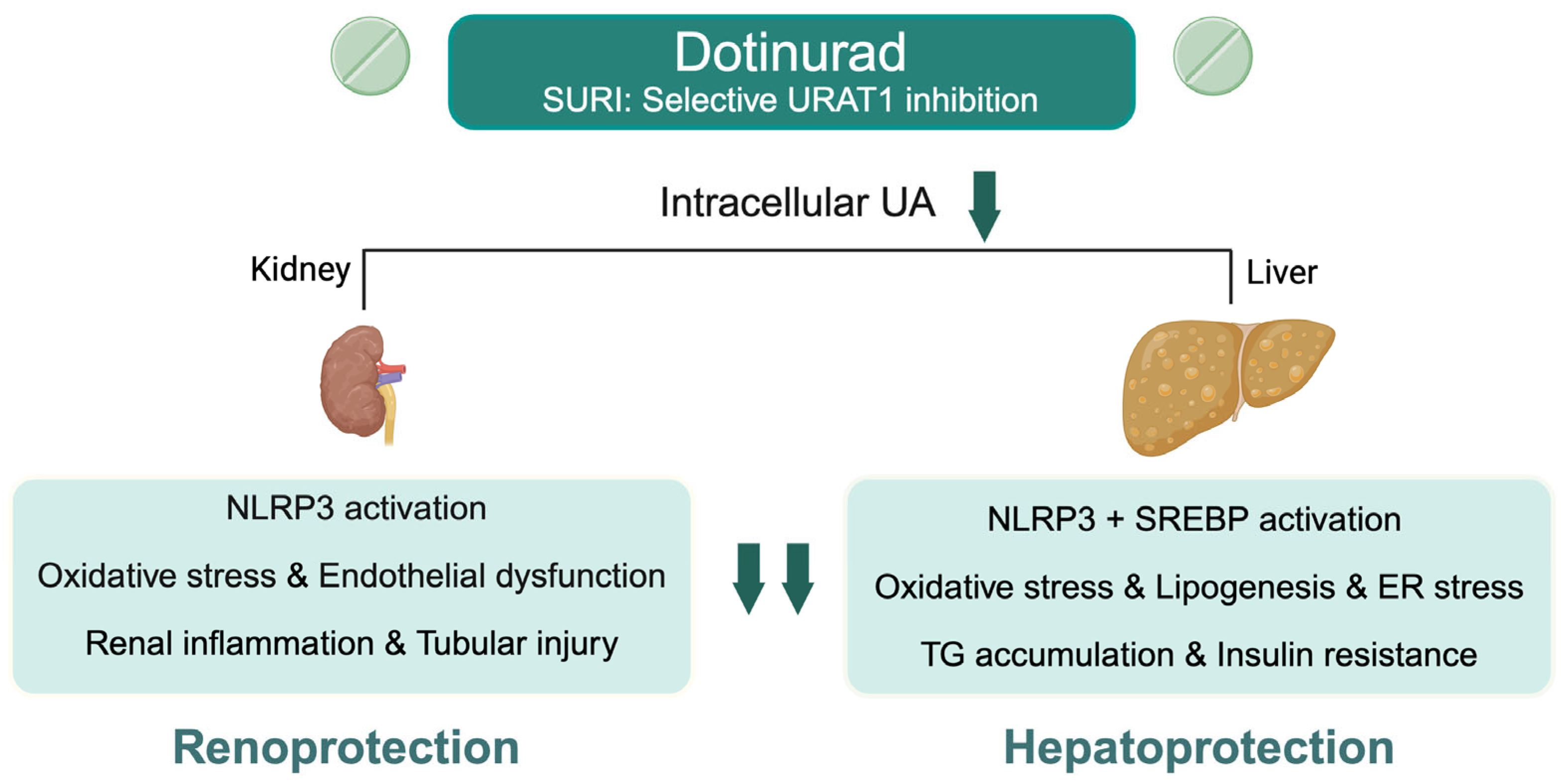 Biomedicines 13 02716 g005