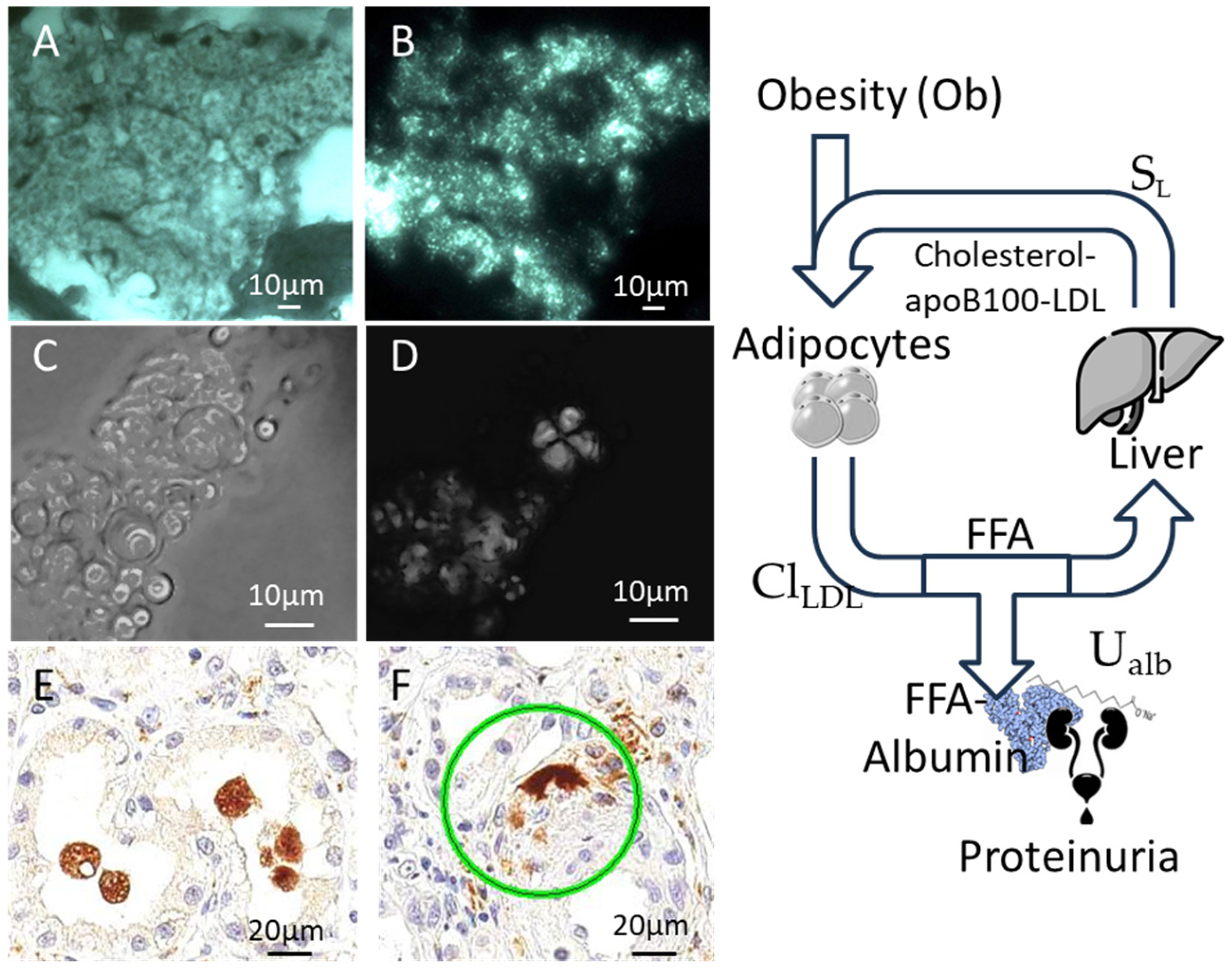 Biomedicines 13 02719 g001 Biomedicines 13 02719 g001