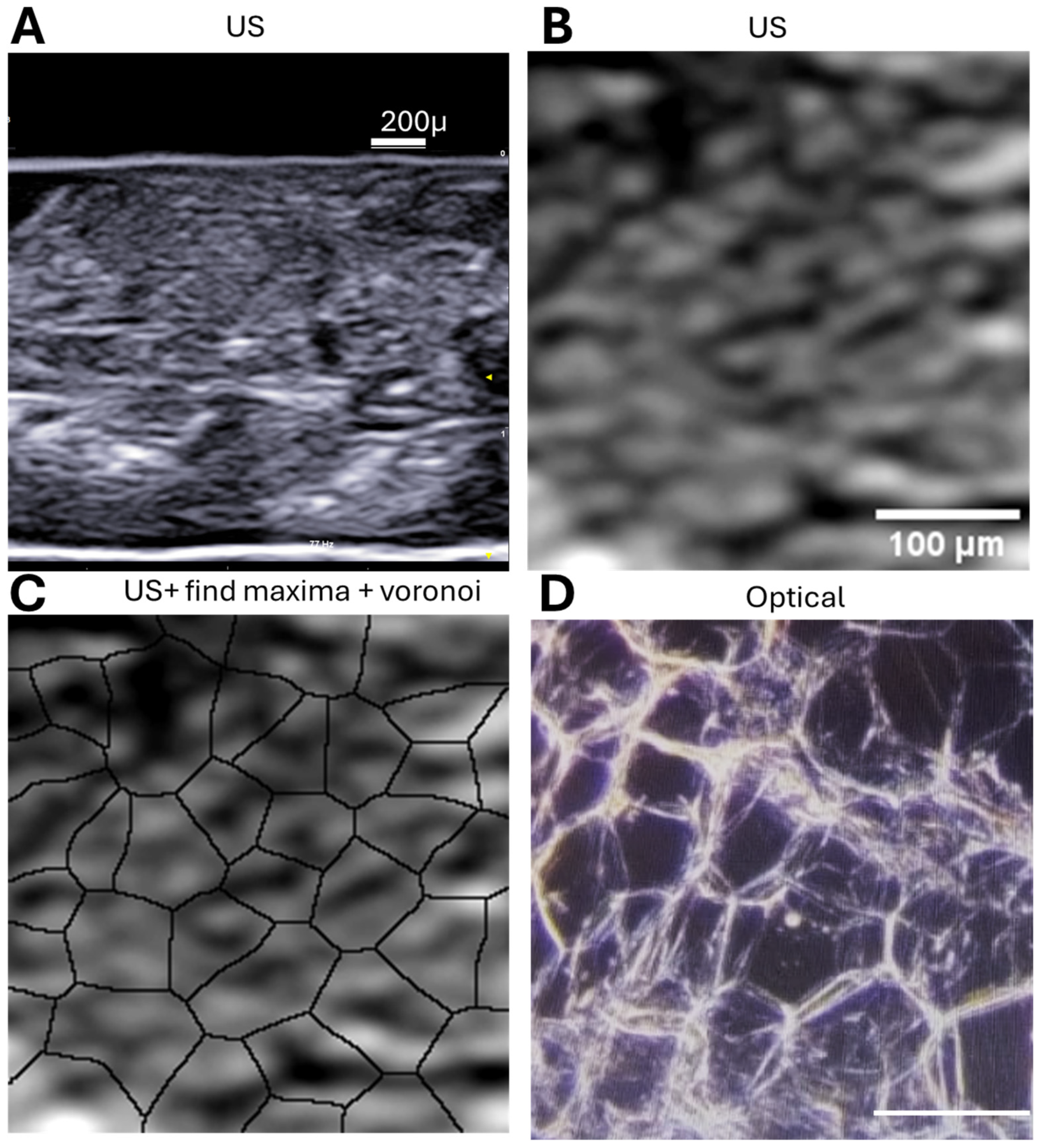 Biomedicines 13 02719 g002 Biomedicines 13 02719 g002