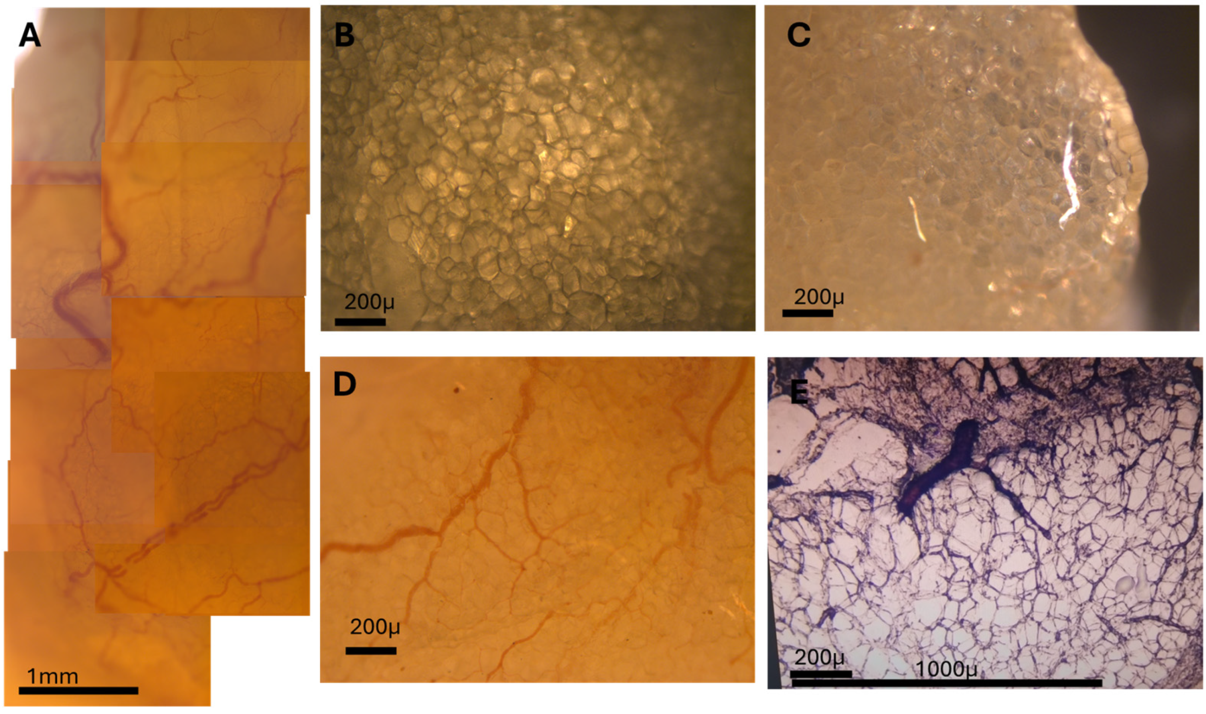 Biomedicines 13 02719 g003 Biomedicines 13 02719 g003