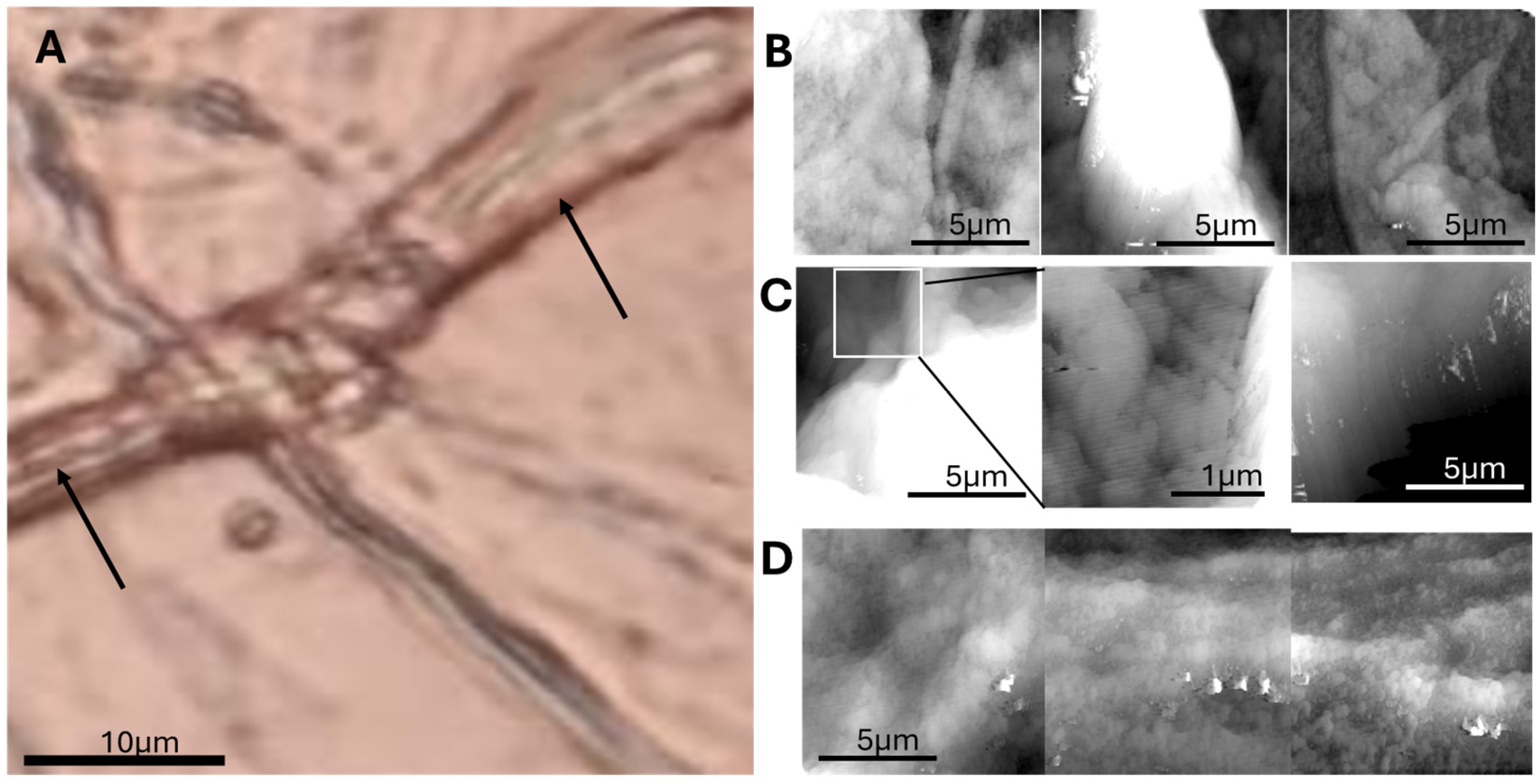 Biomedicines 13 02719 g004 Biomedicines 13 02719 g004