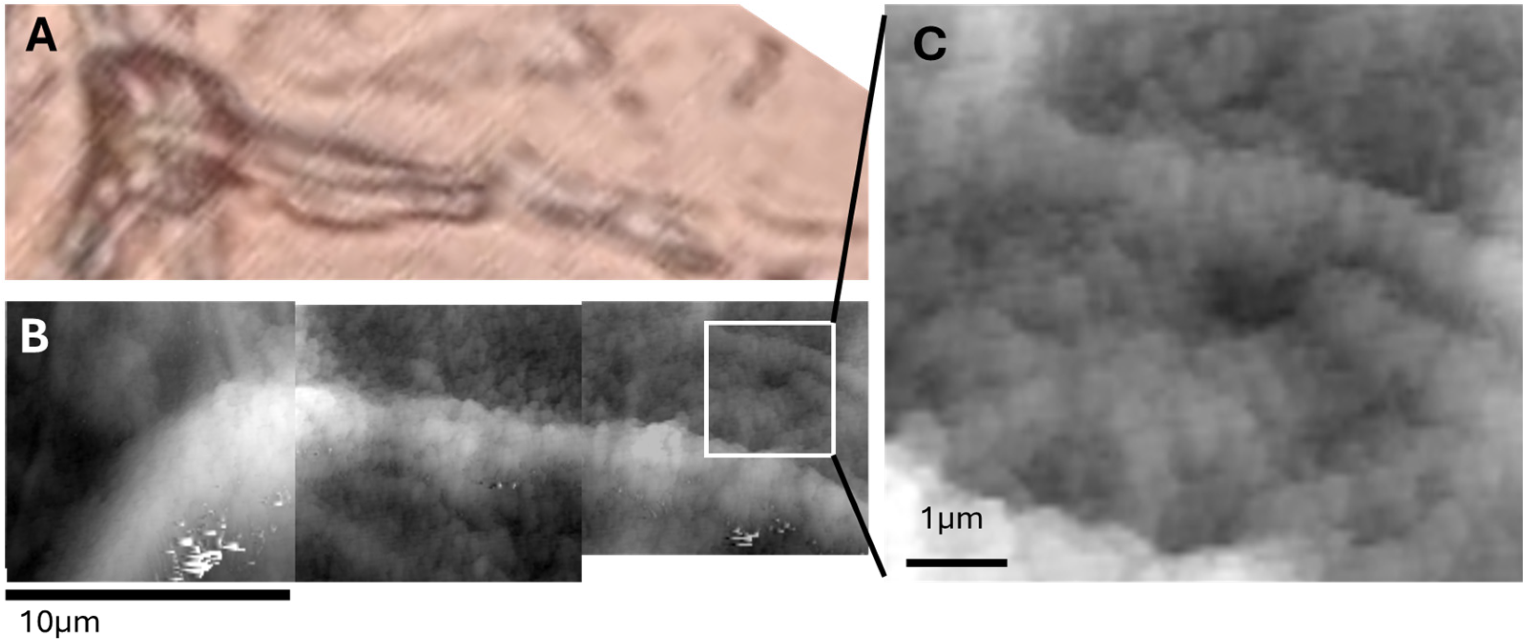 Biomedicines 13 02719 g005 Biomedicines 13 02719 g005