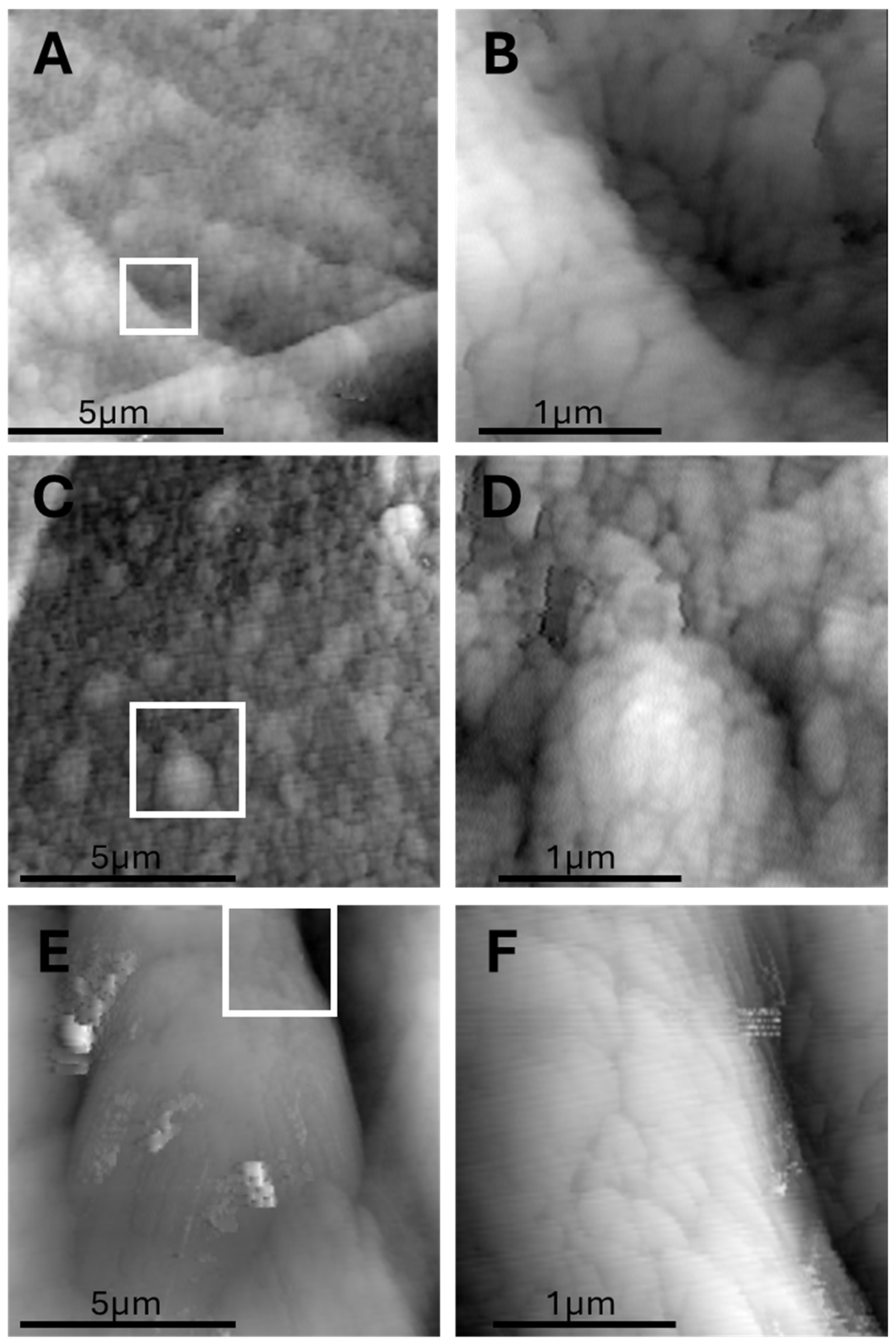 Biomedicines 13 02719 g006 Biomedicines 13 02719 g006