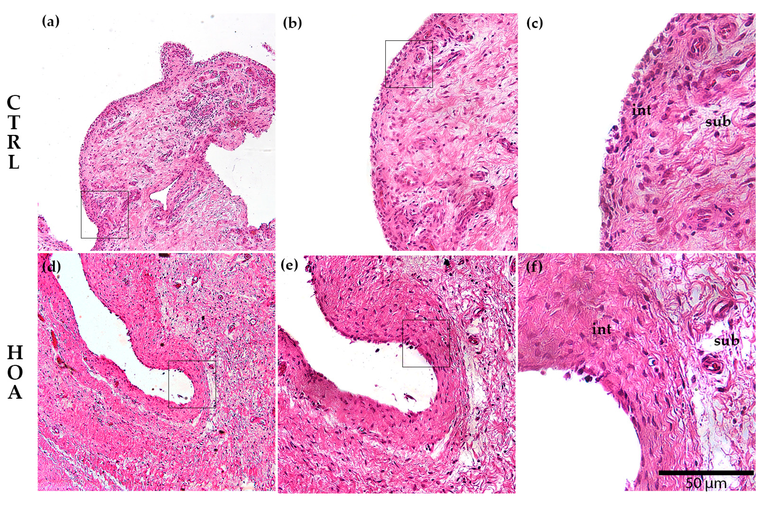 Biomedicines 13 02732 g002 Biomedicines 13 02732 g002