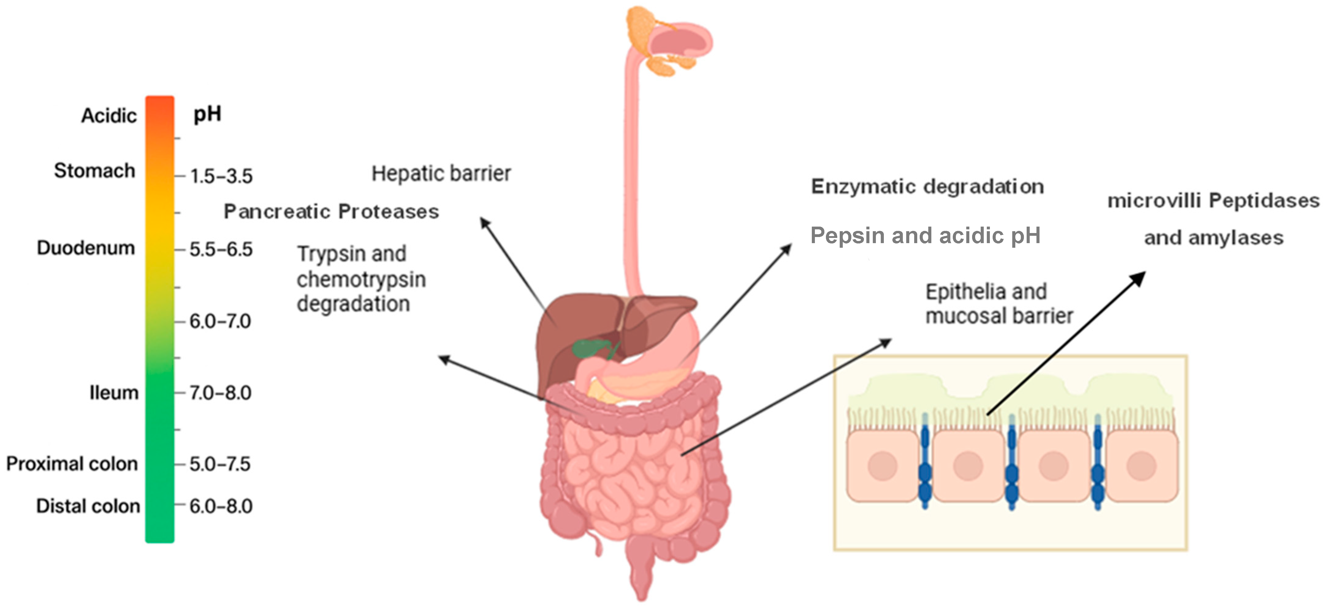Biomedicines 13 02735 g001