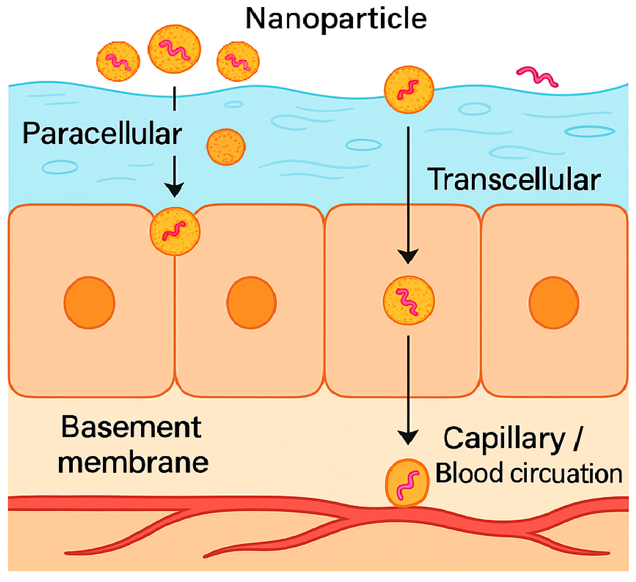 Biomedicines 13 02735 g004