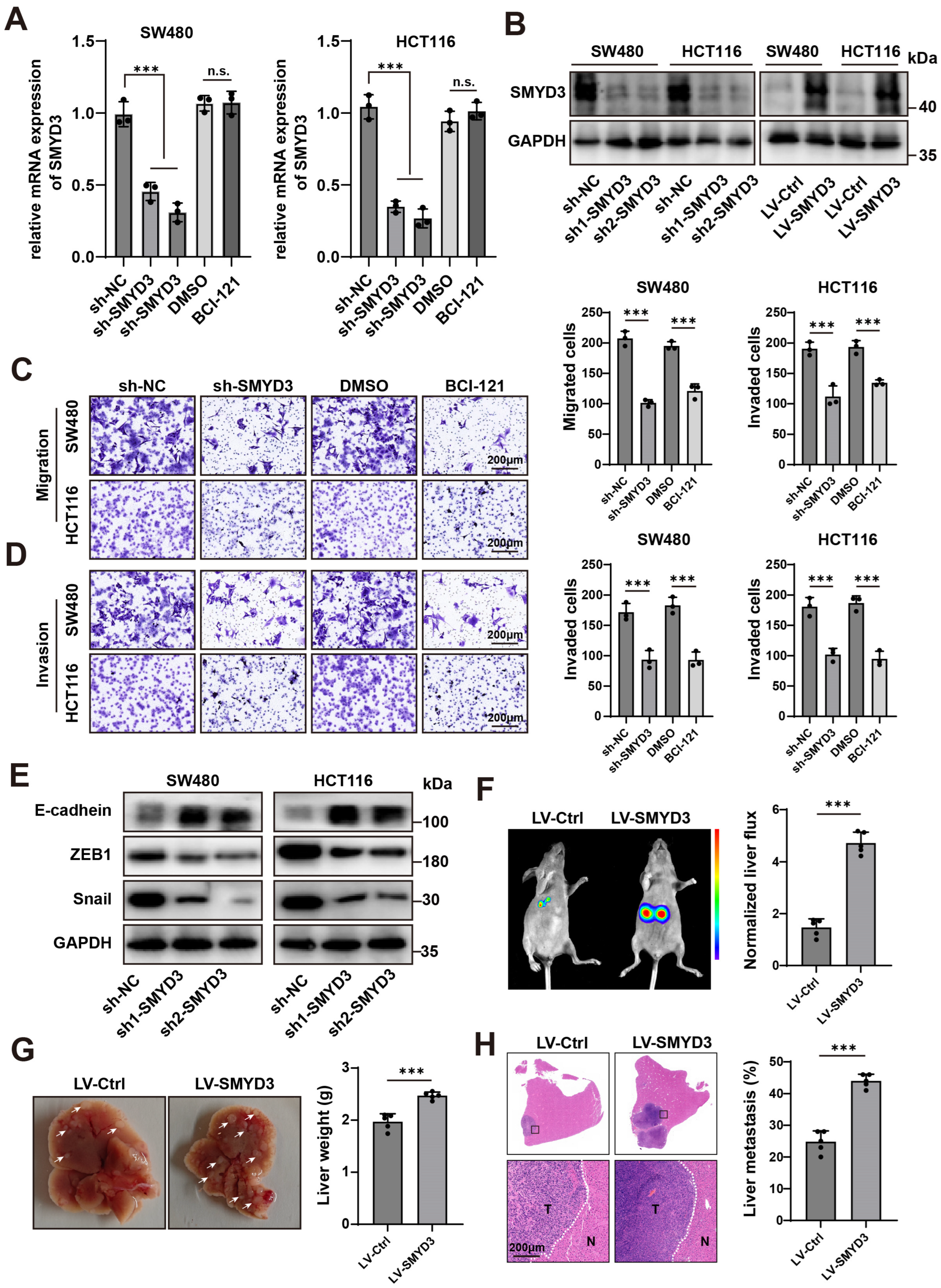 Biomedicines 13 02737 g002 Biomedicines 13 02737 g002