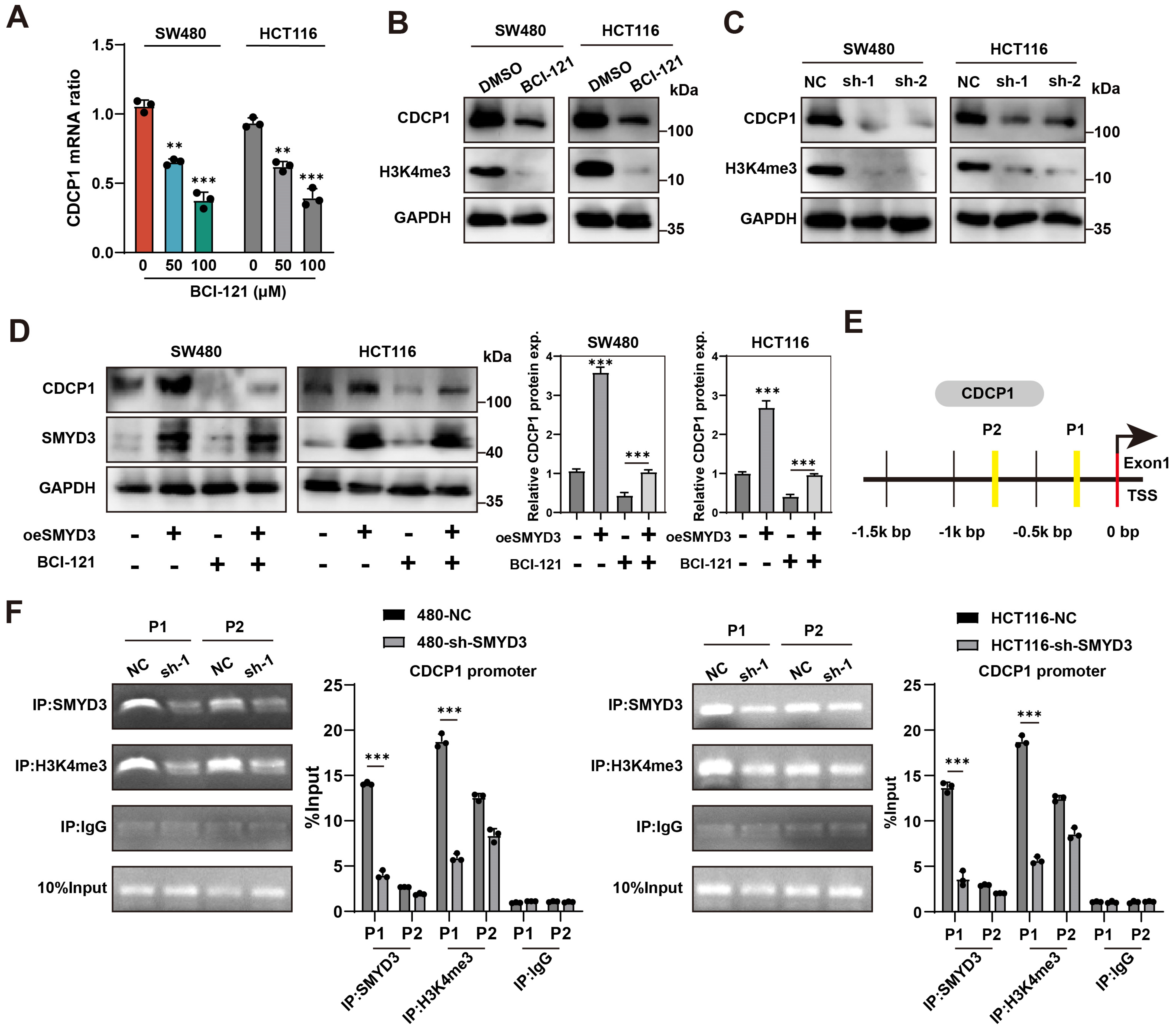 Biomedicines 13 02737 g004 Biomedicines 13 02737 g004