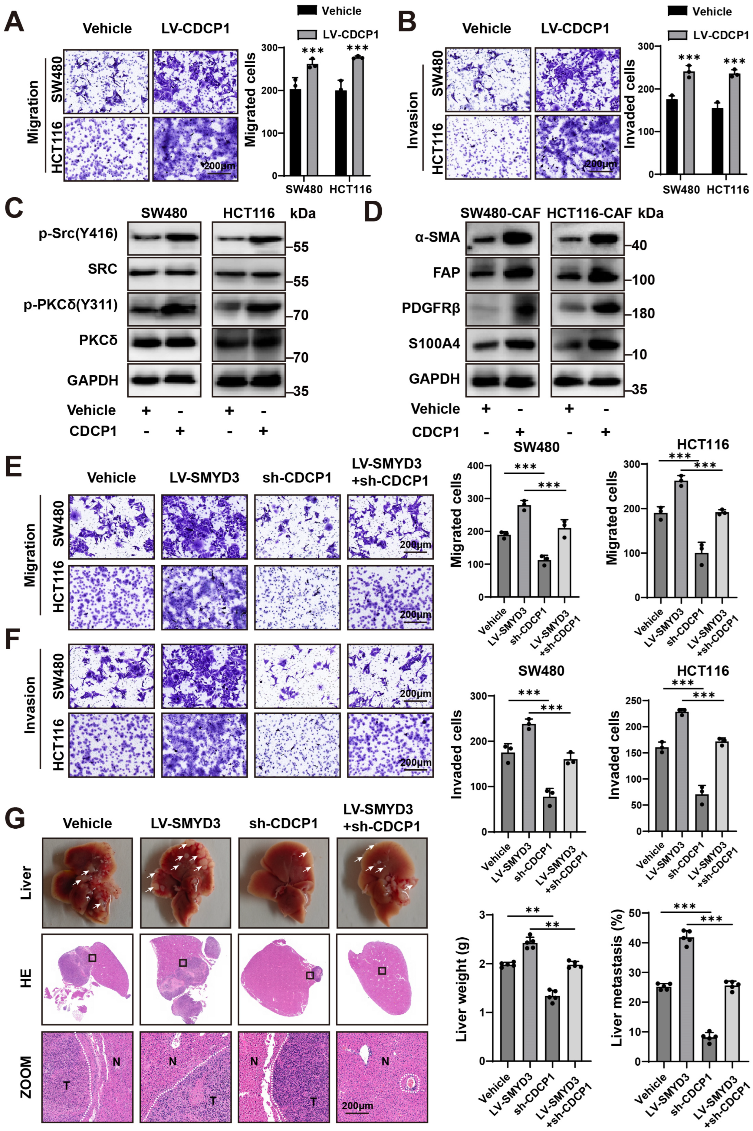 Biomedicines 13 02737 g005 Biomedicines 13 02737 g005
