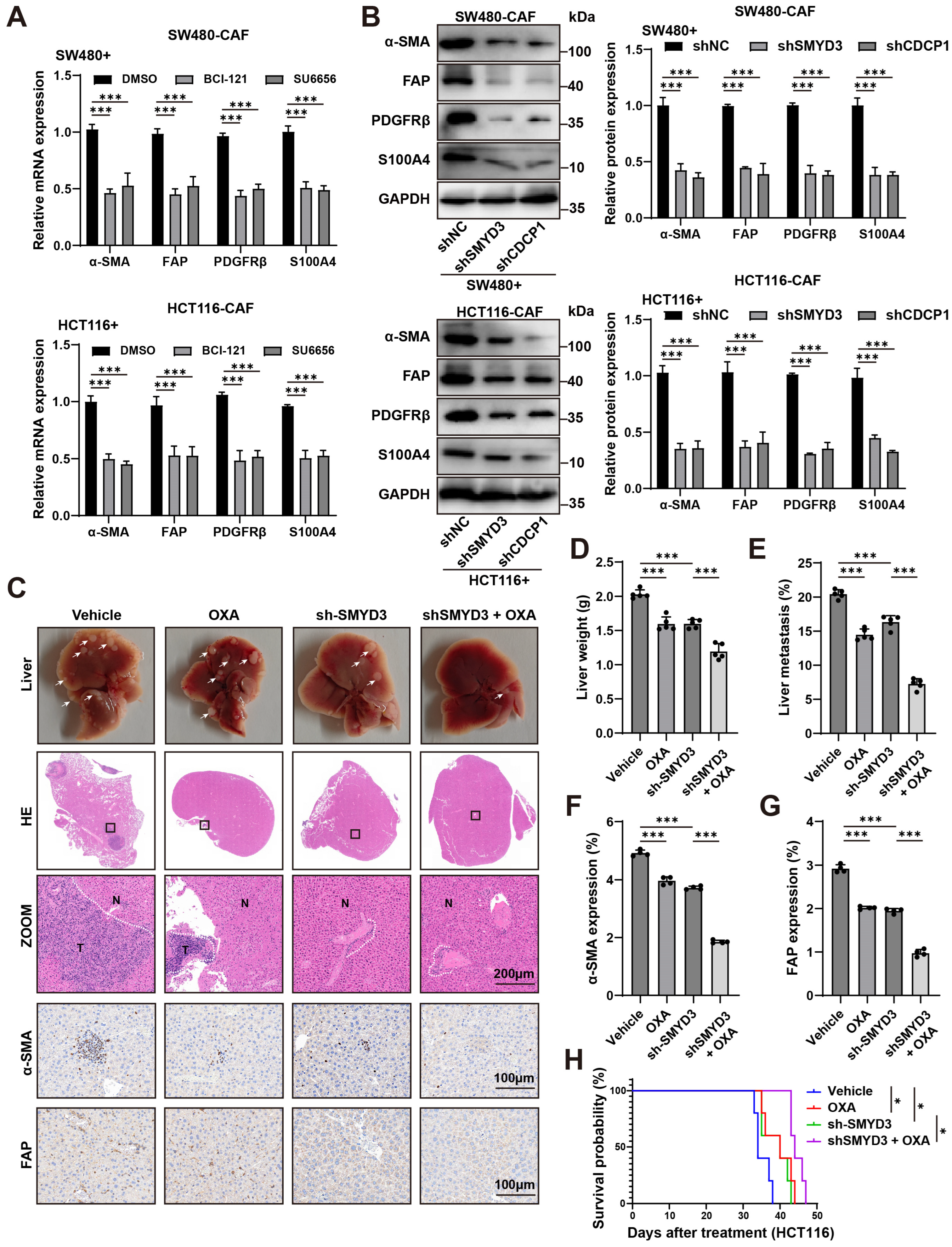 Biomedicines 13 02737 g006 Biomedicines 13 02737 g006