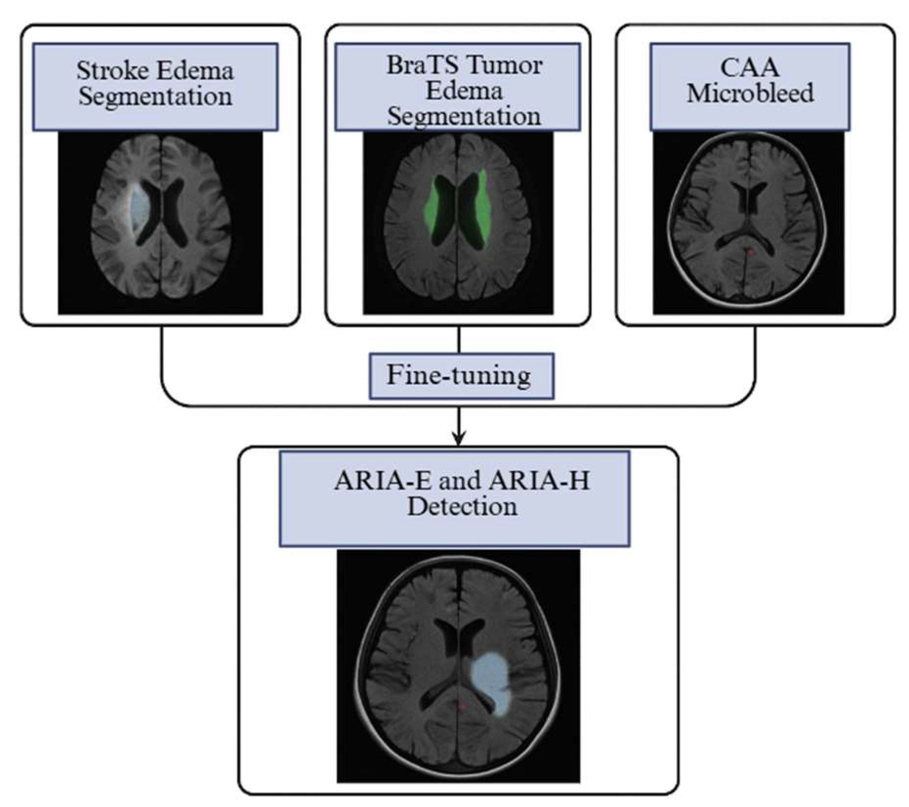 Biomedicines 13 02739 g003