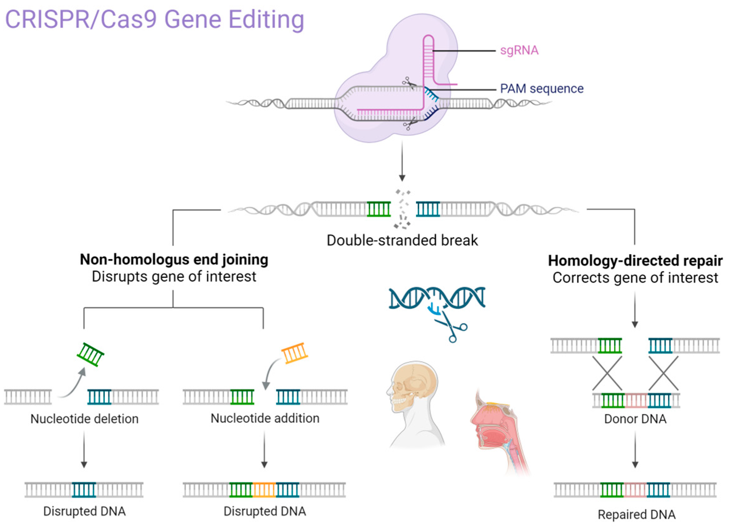 Biomedicines 13 02745 g002