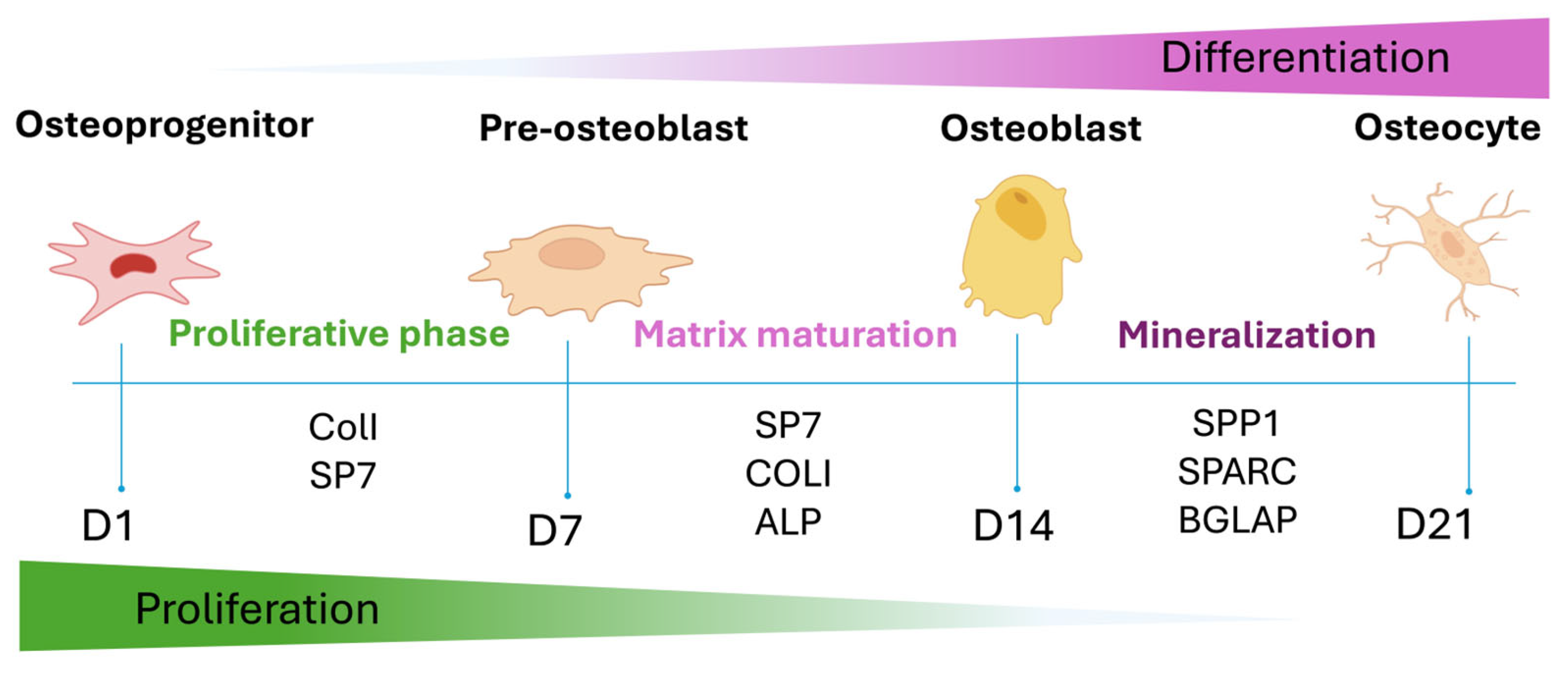 Biomedicines 13 02755 g005
