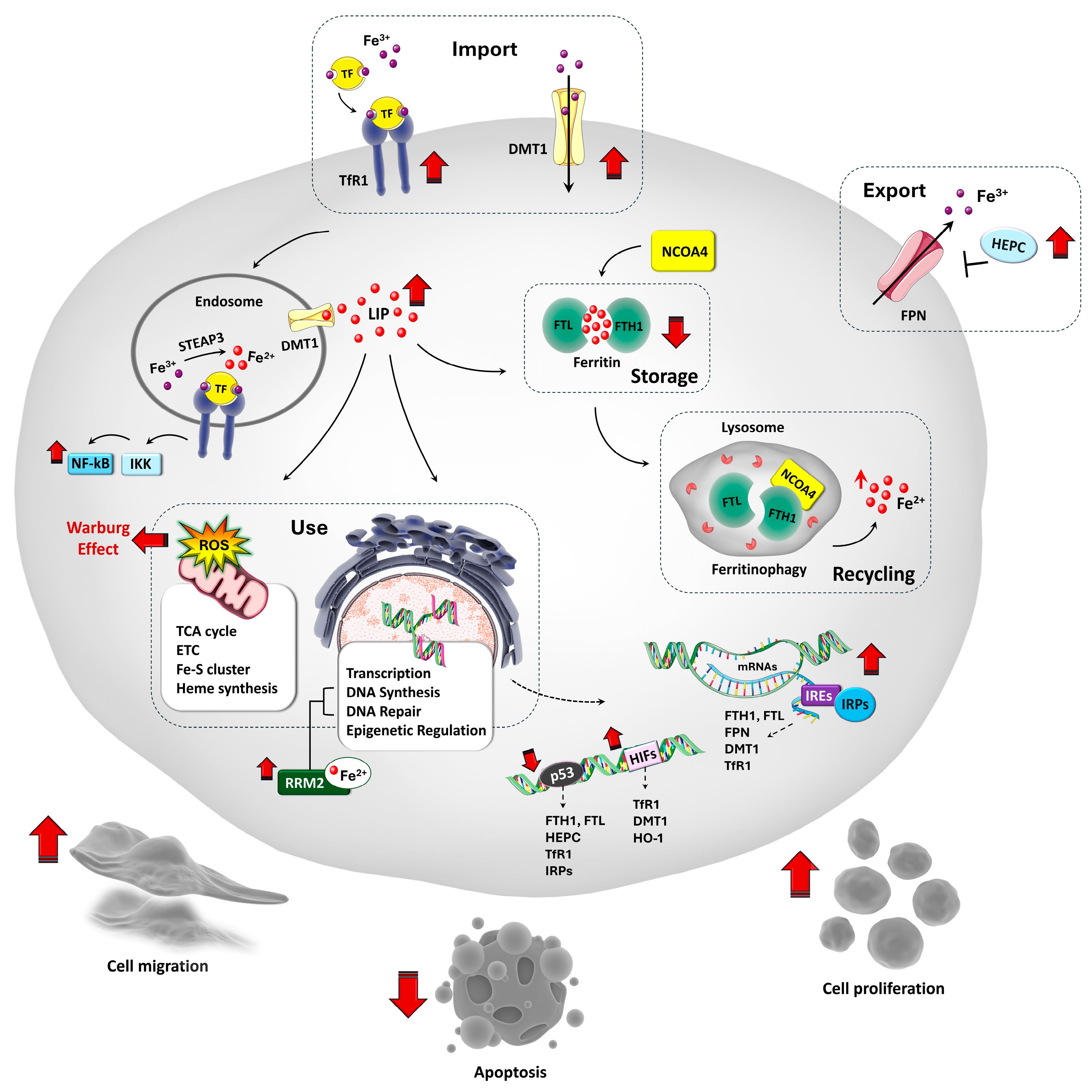 Biomedicines 13 02756 g001