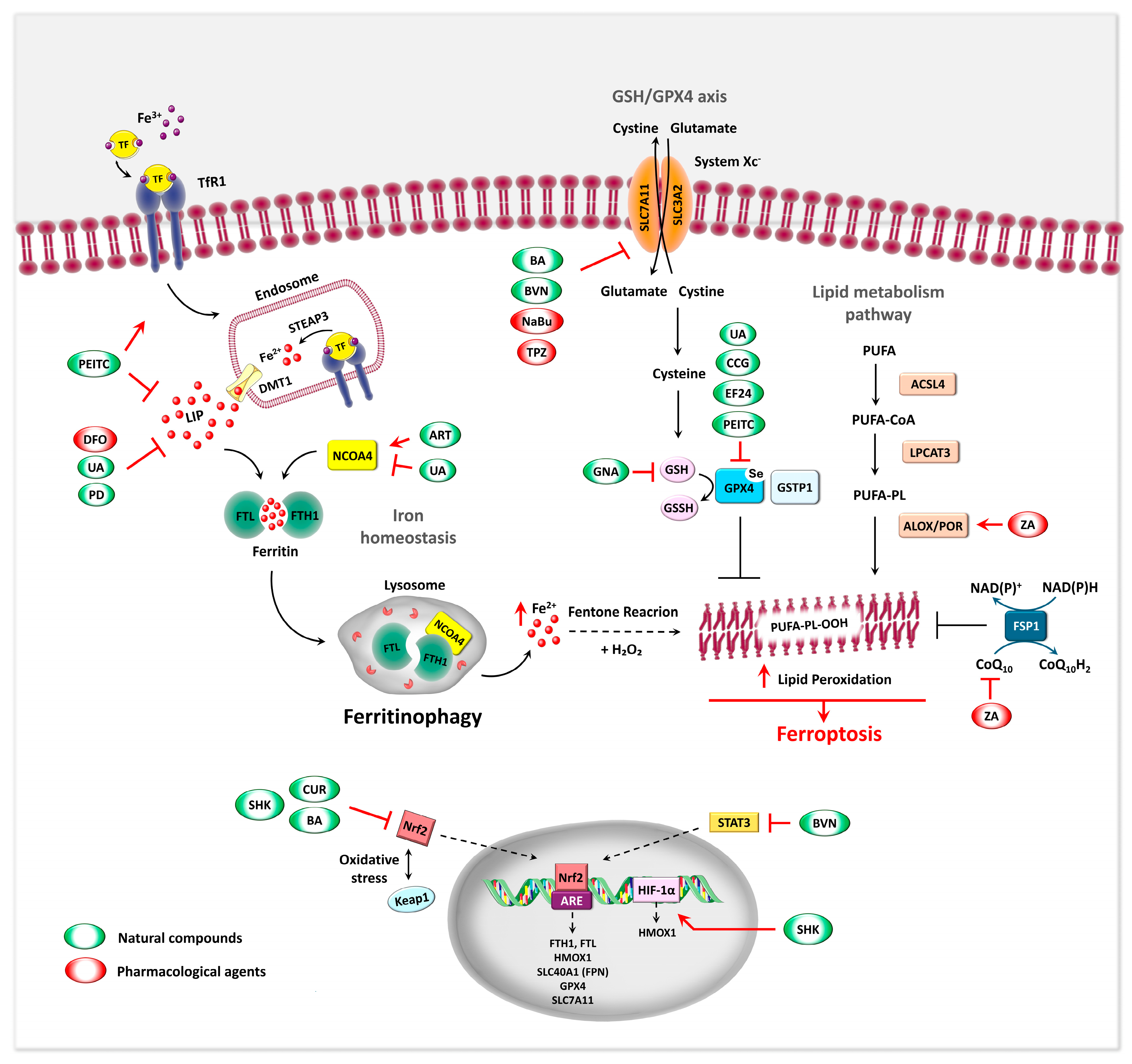 Biomedicines 13 02756 g002