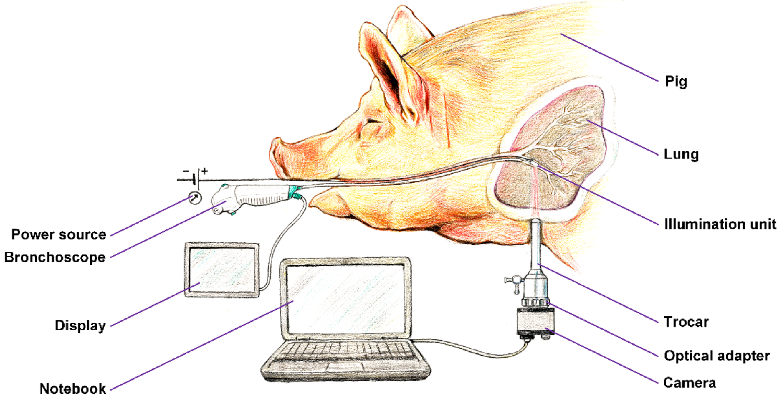 Biomedicines 13 02757 g004