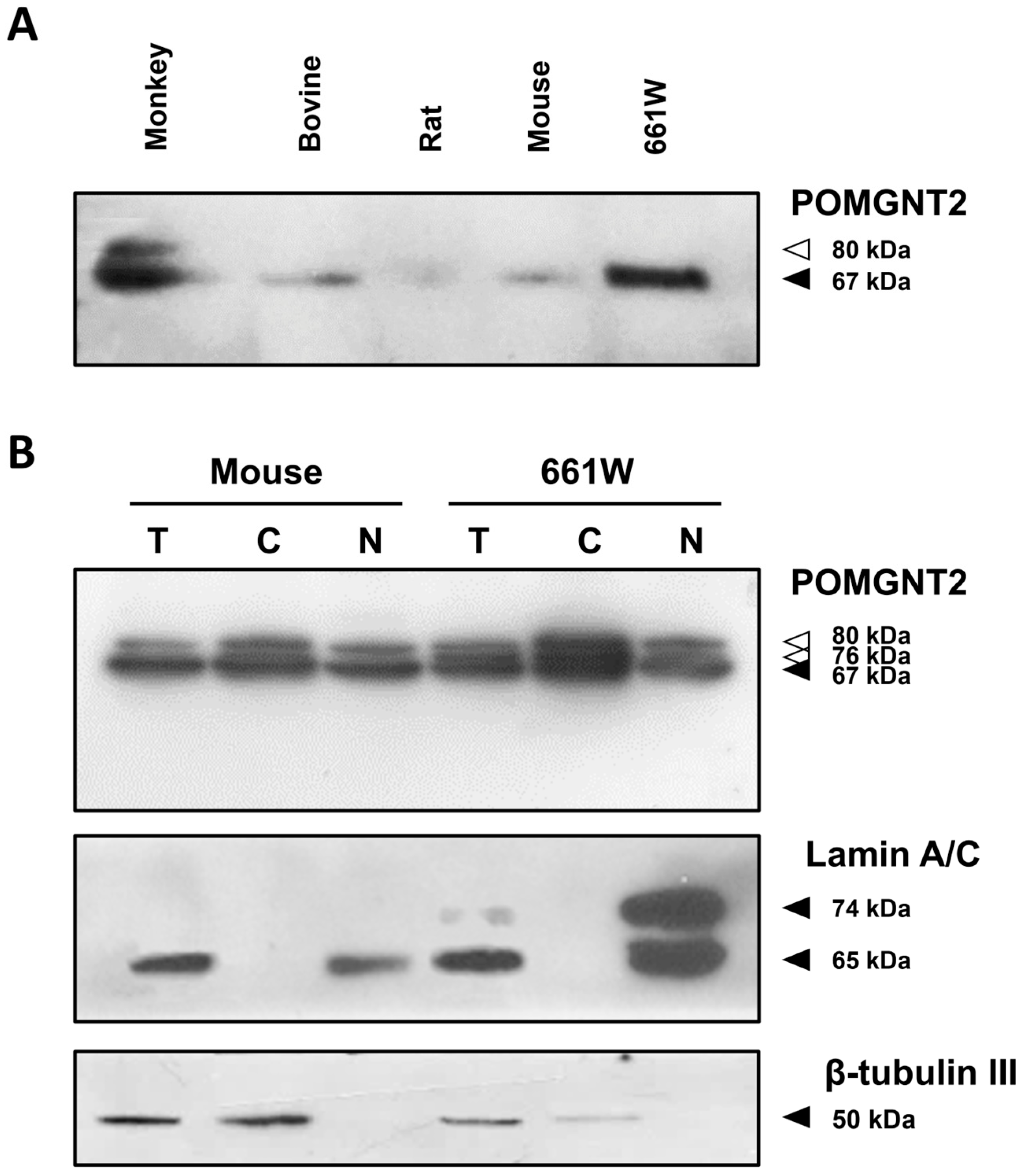 Biomedicines 13 02759 g001