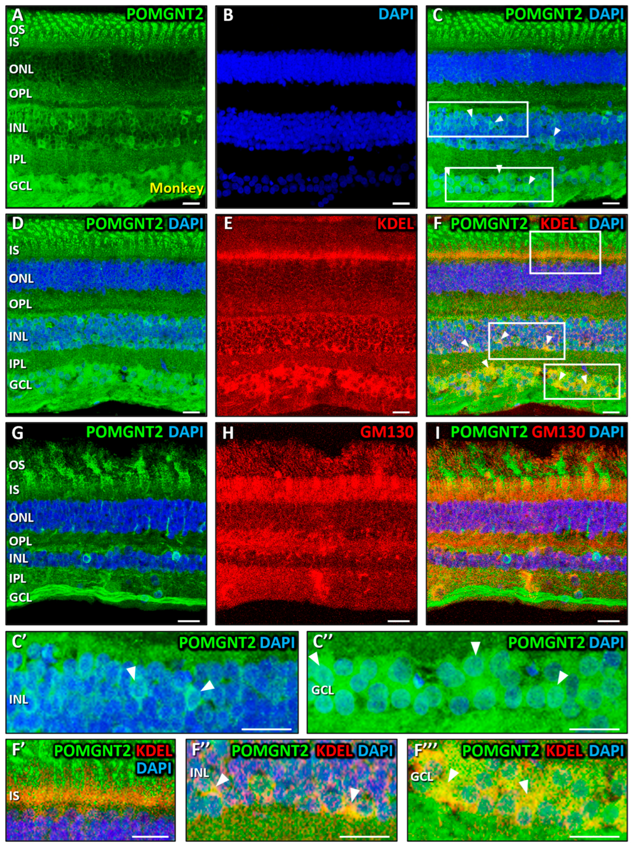 Biomedicines 13 02759 g002