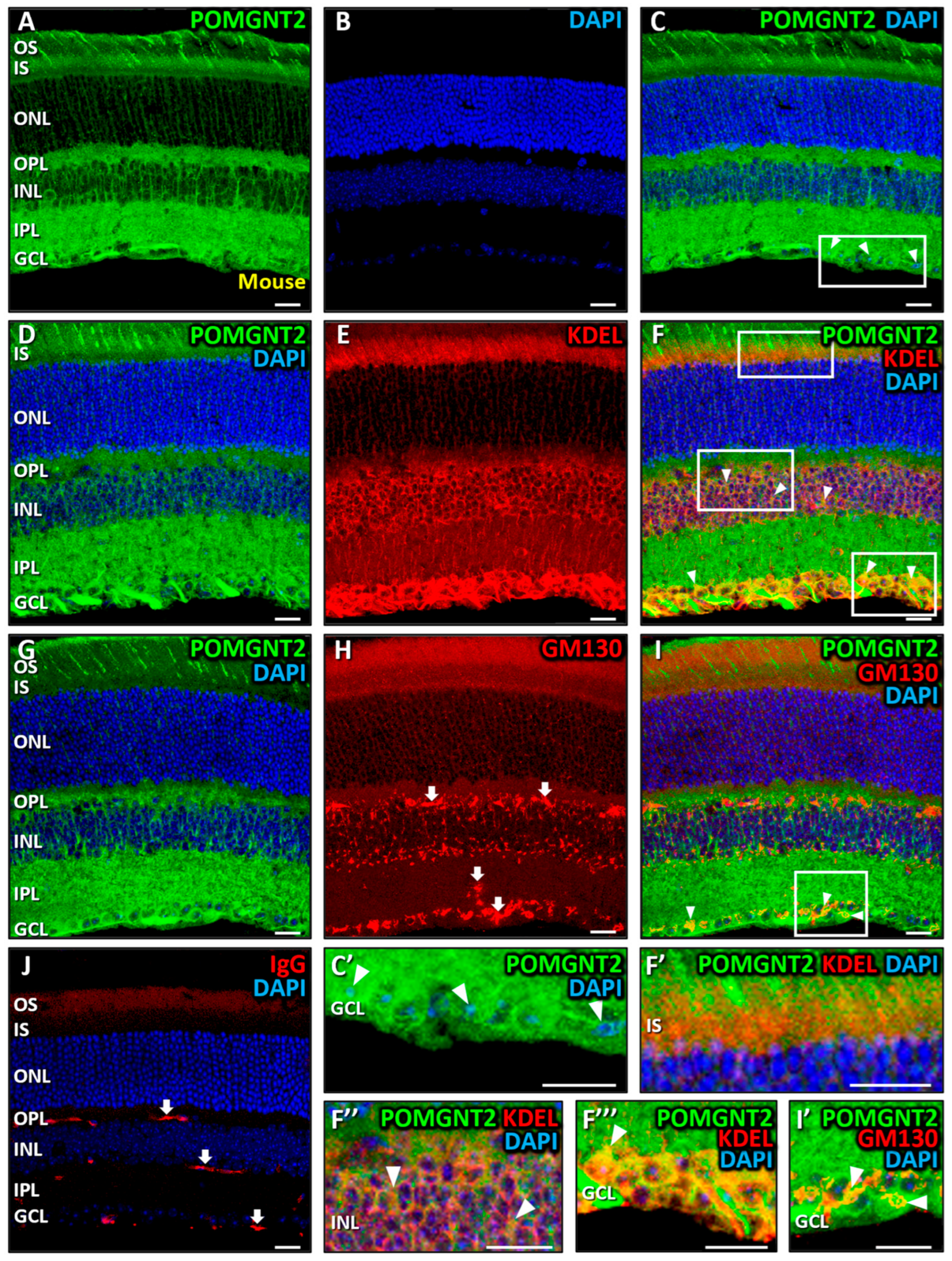 Biomedicines 13 02759 g003
