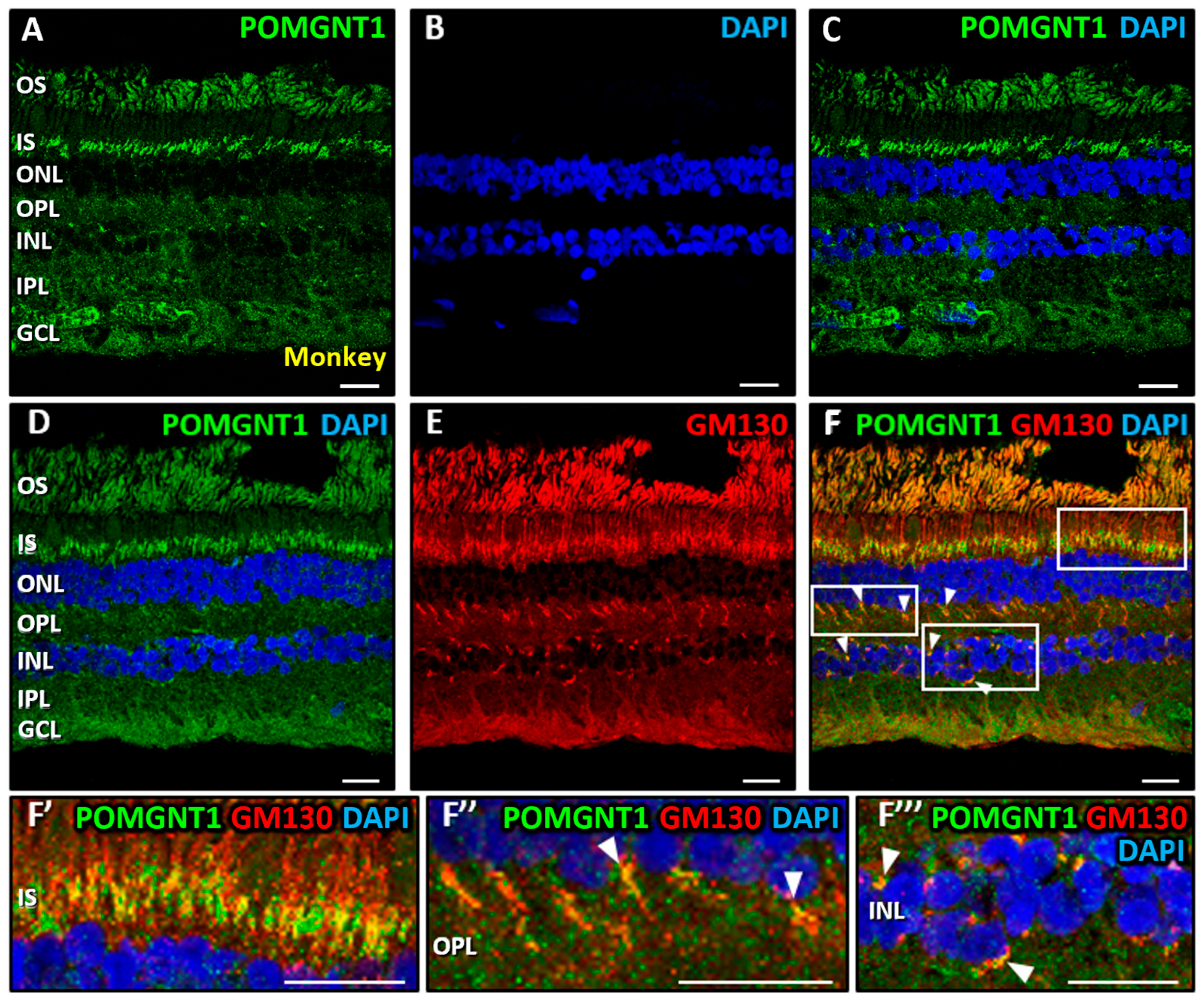 Biomedicines 13 02759 g004