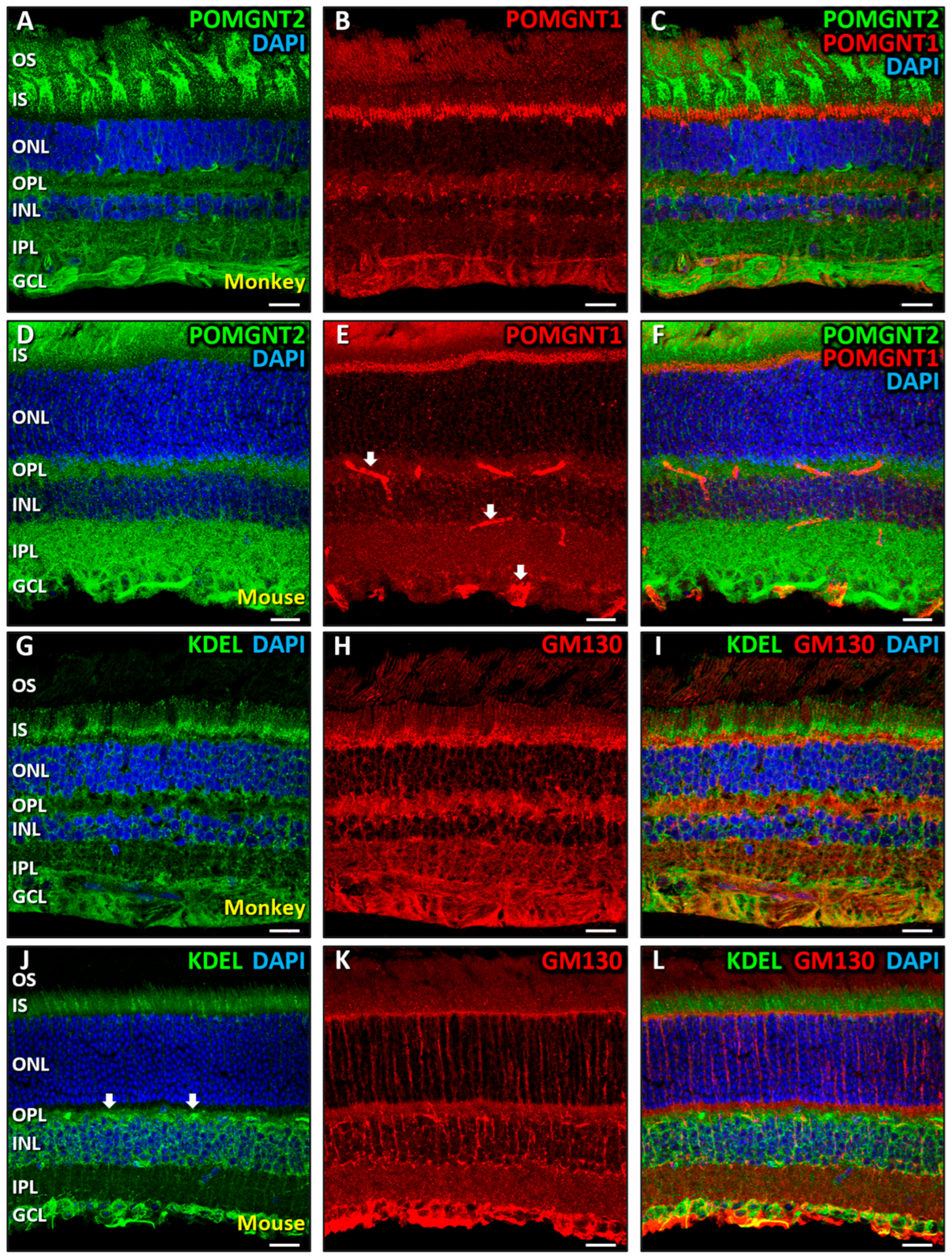 Biomedicines 13 02759 g005