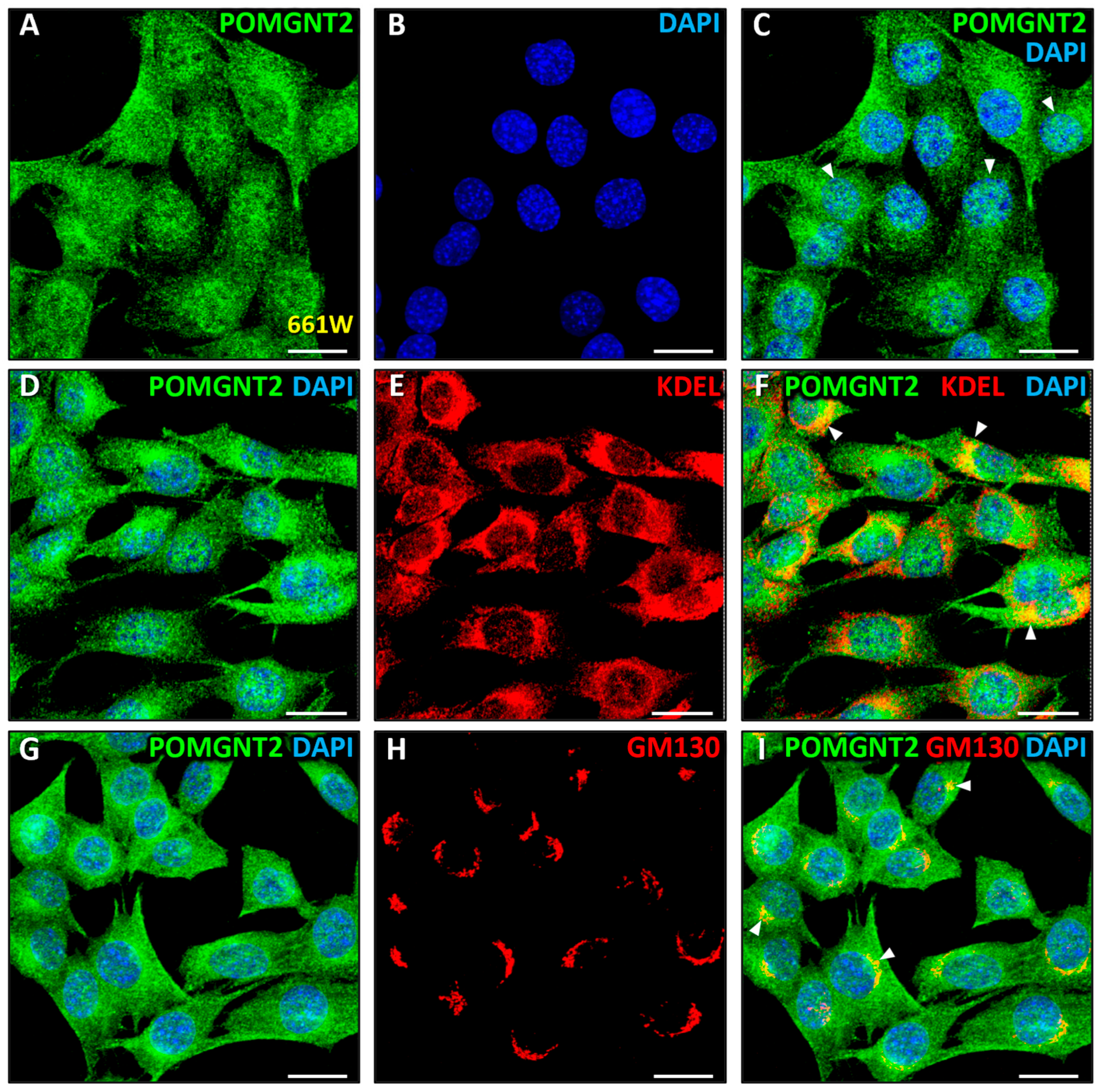 Biomedicines 13 02759 g006