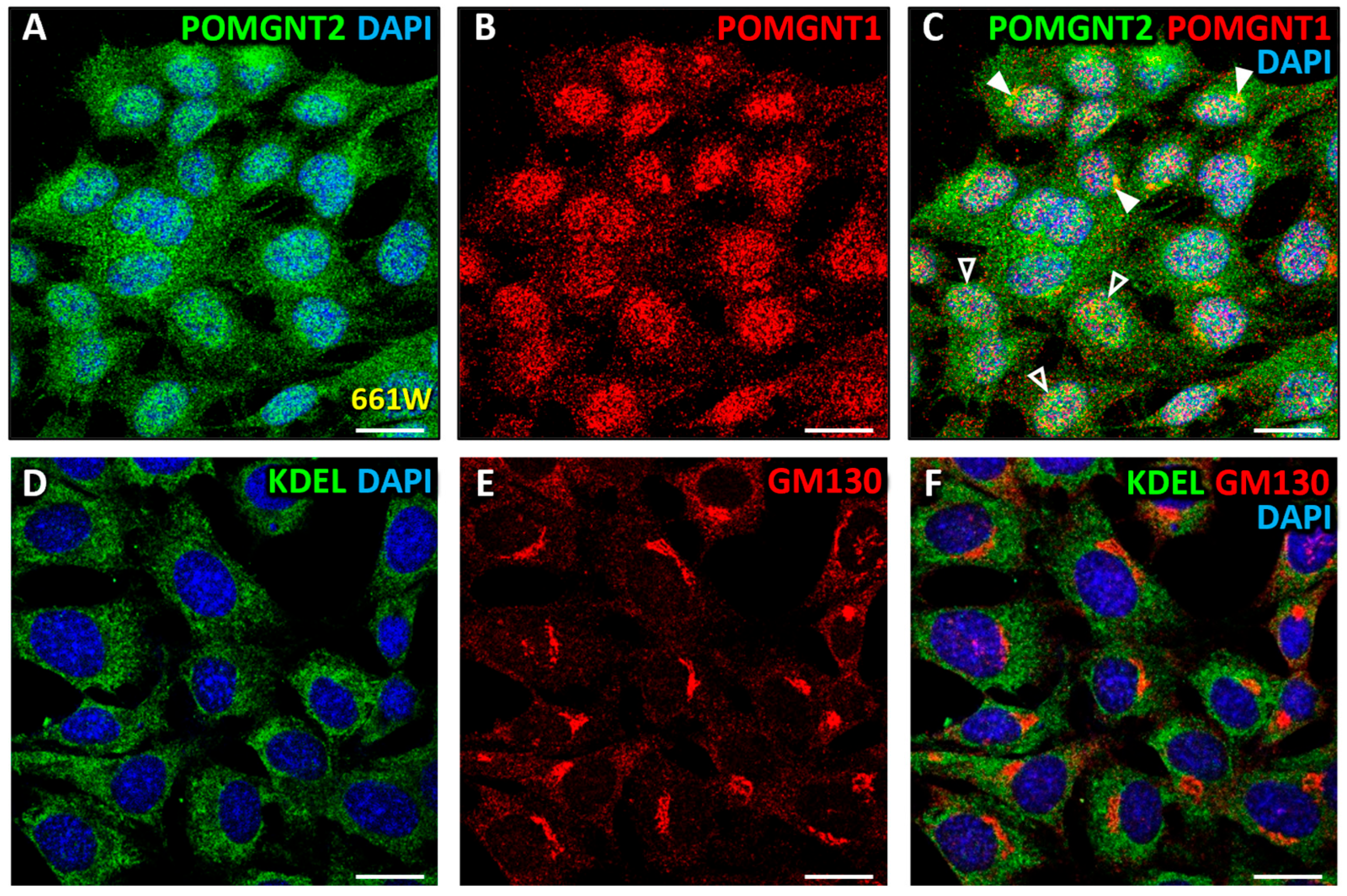 Biomedicines 13 02759 g007