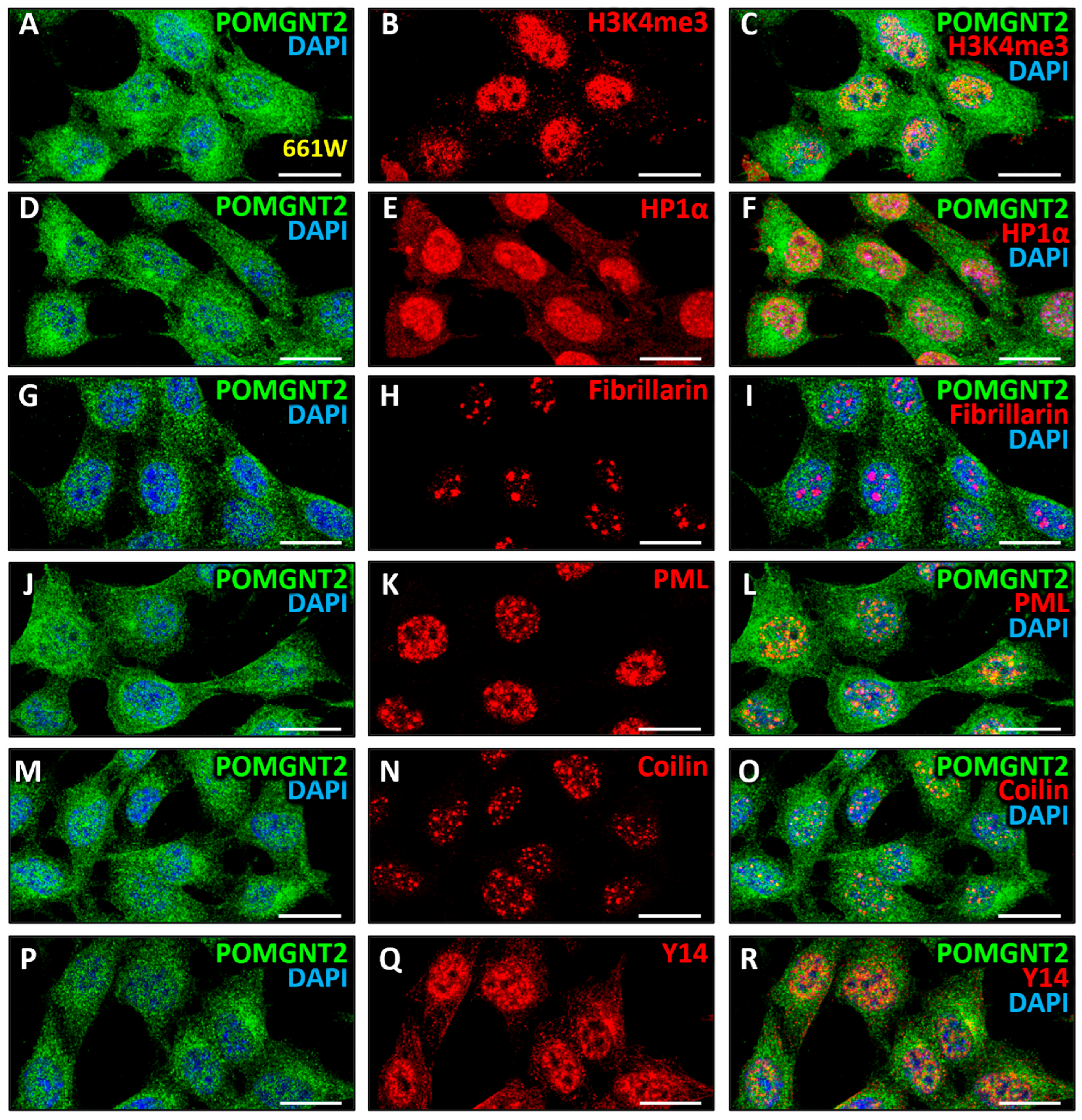 Biomedicines 13 02759 g008