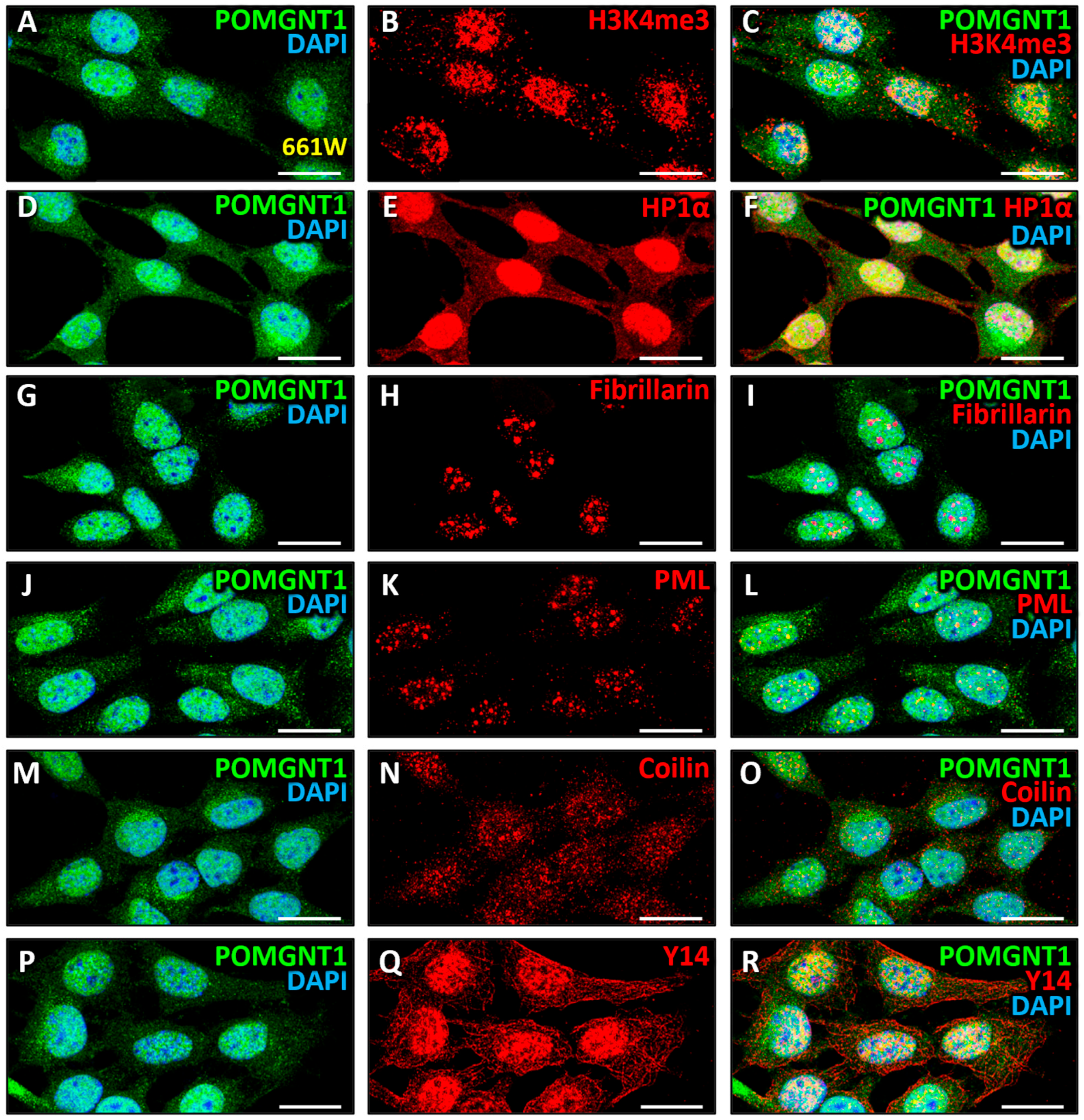 Biomedicines 13 02759 g009