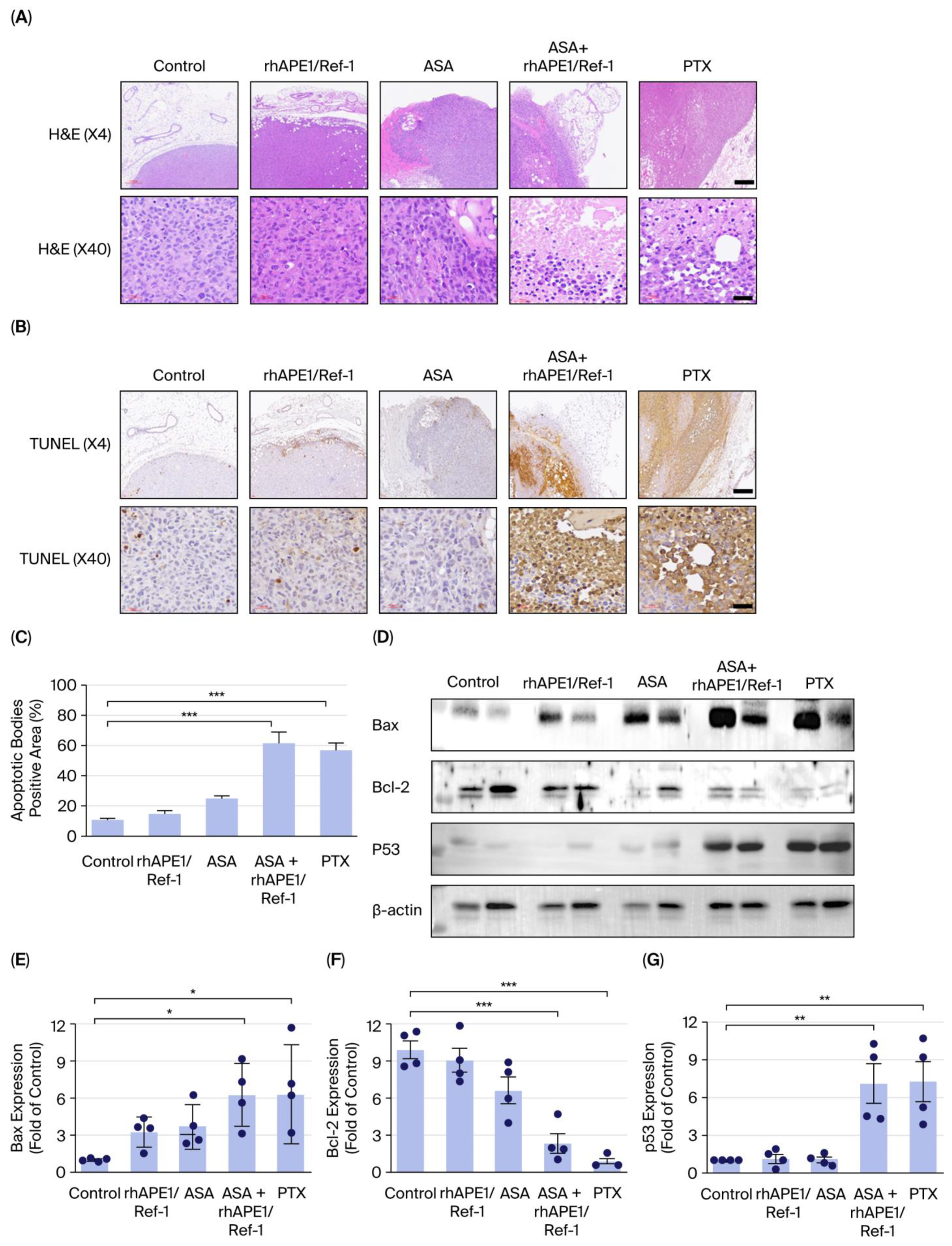 Biomedicines 13 02767 g004
