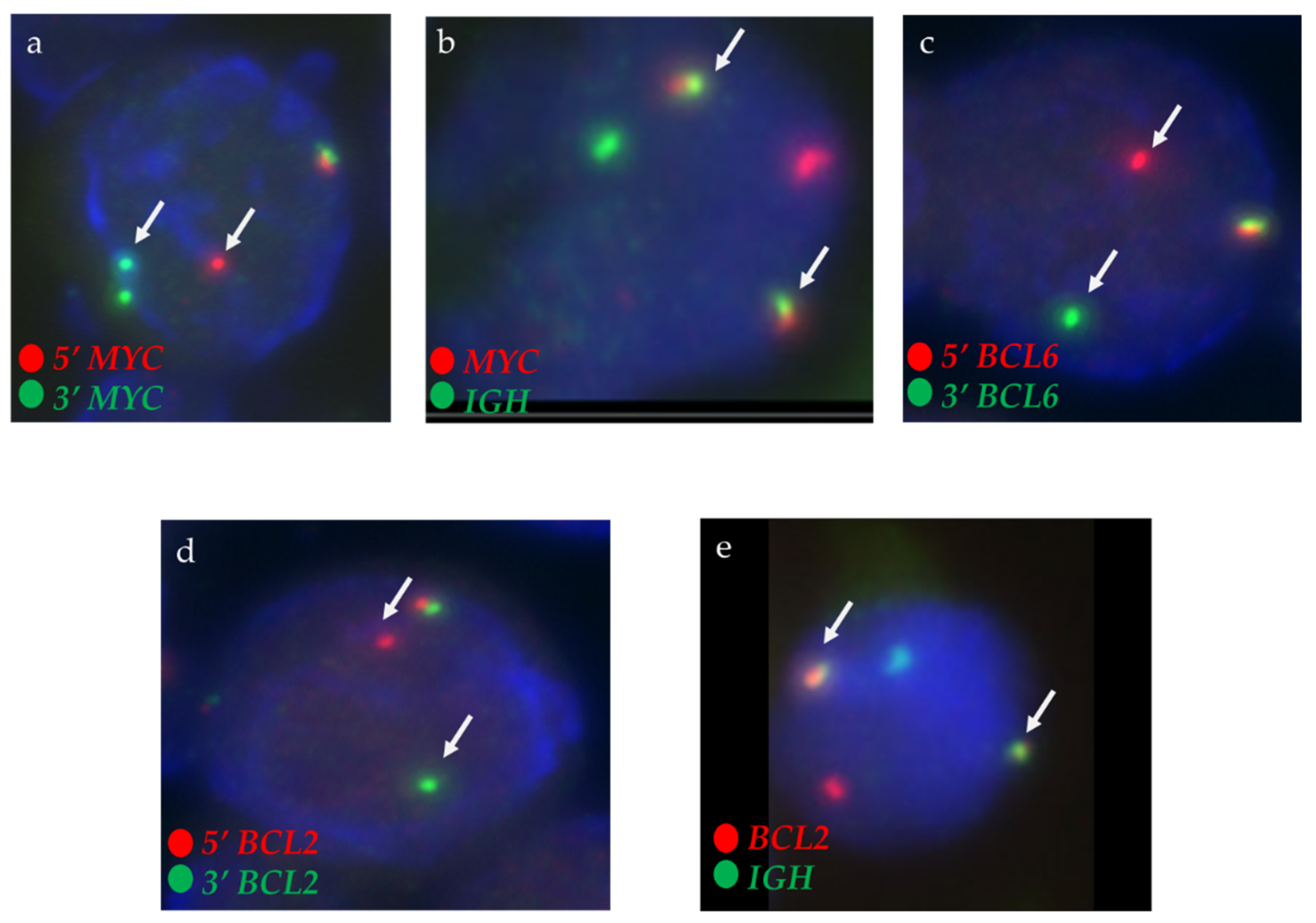 Biomedicines 13 02782 g001