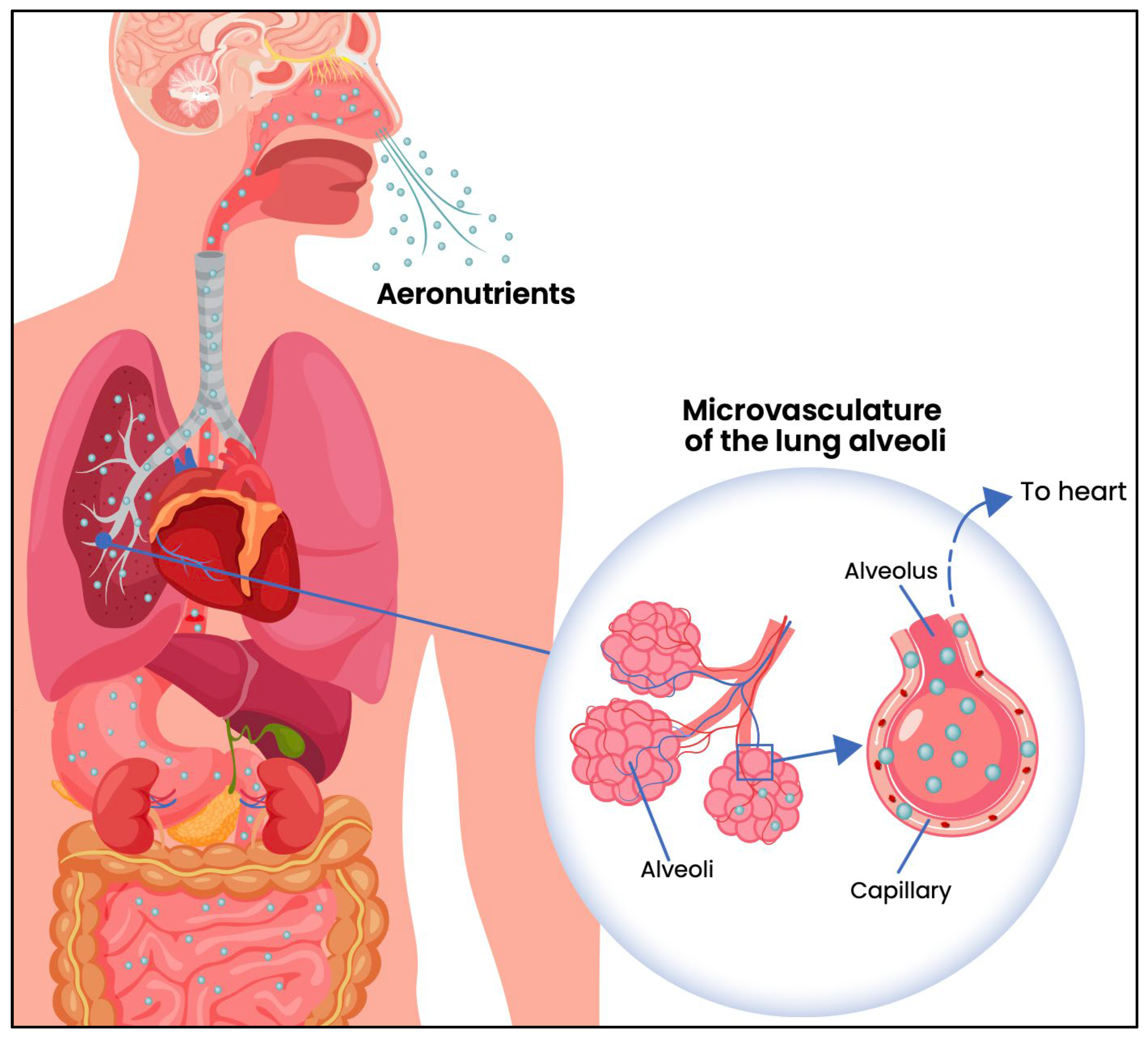 Biomedicines 13 02788 g001 Biomedicines 13 02788 g001