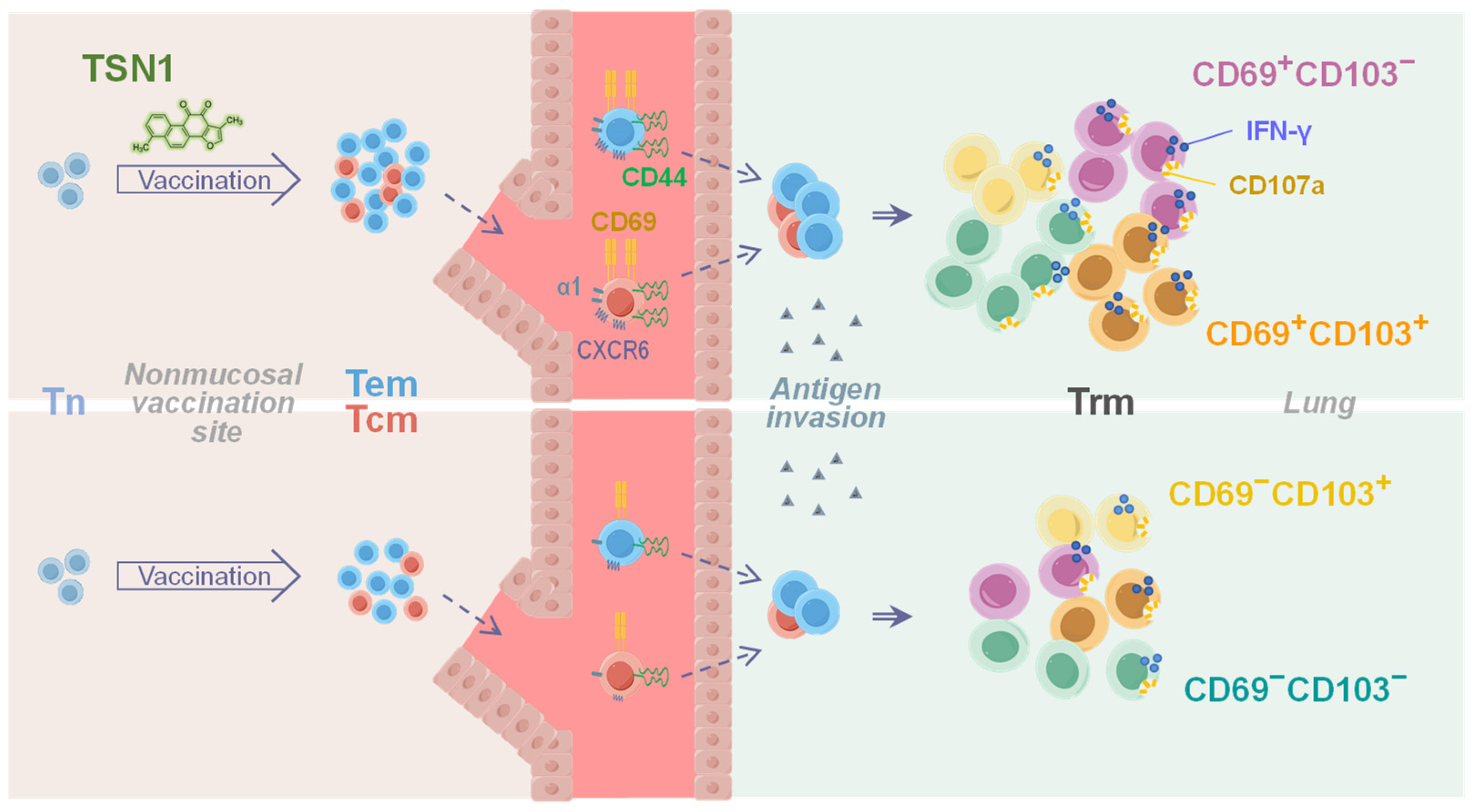 Biomedicines 13 02805 g006