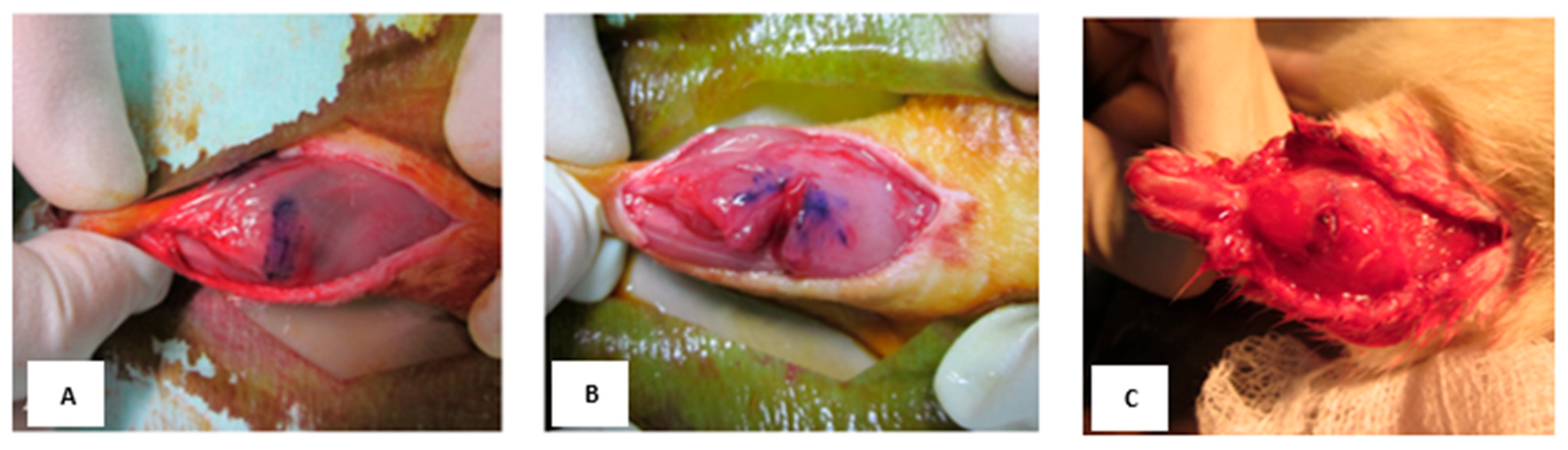 Biomedicines 13 02810 g001