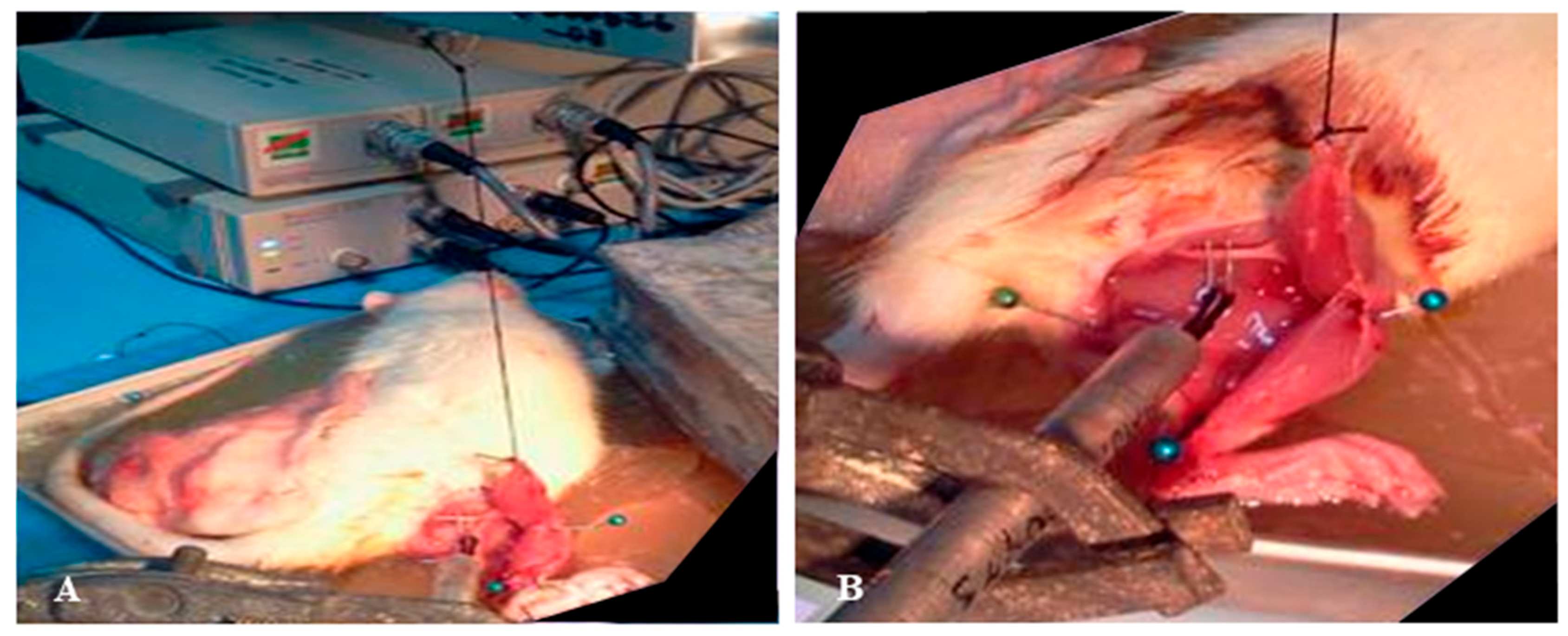 Biomedicines 13 02810 g002