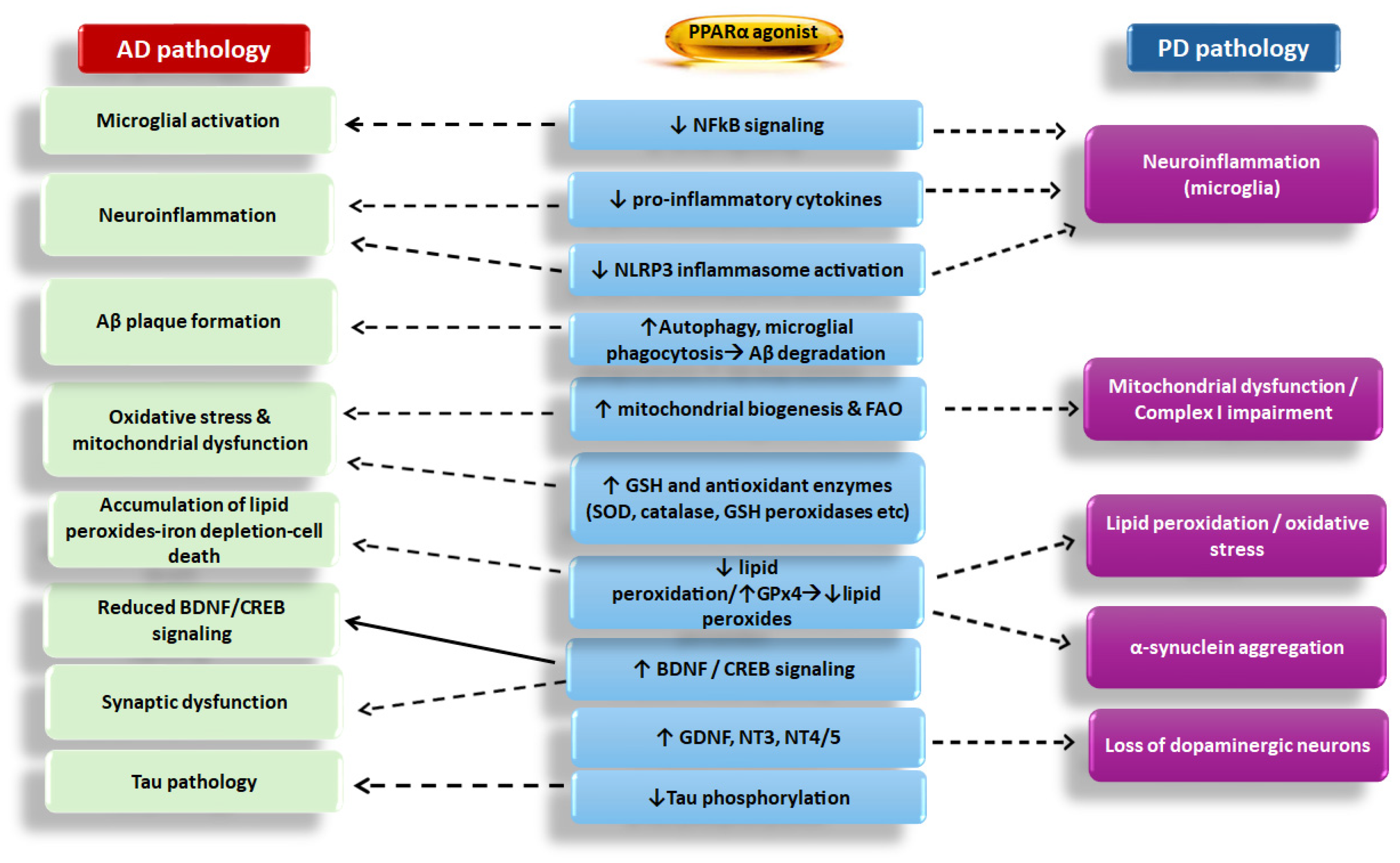 Biomedicines 13 02813 g002