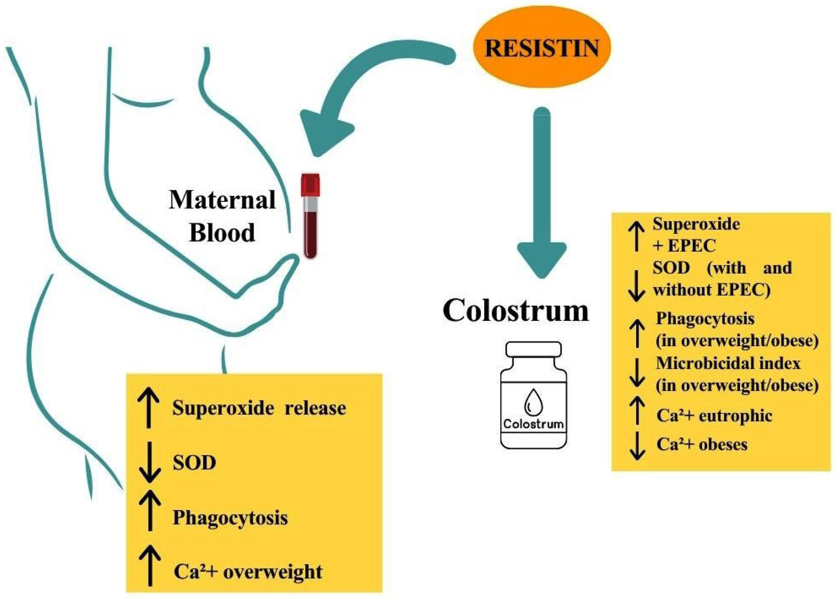 Biomedicines 13 02815 g007