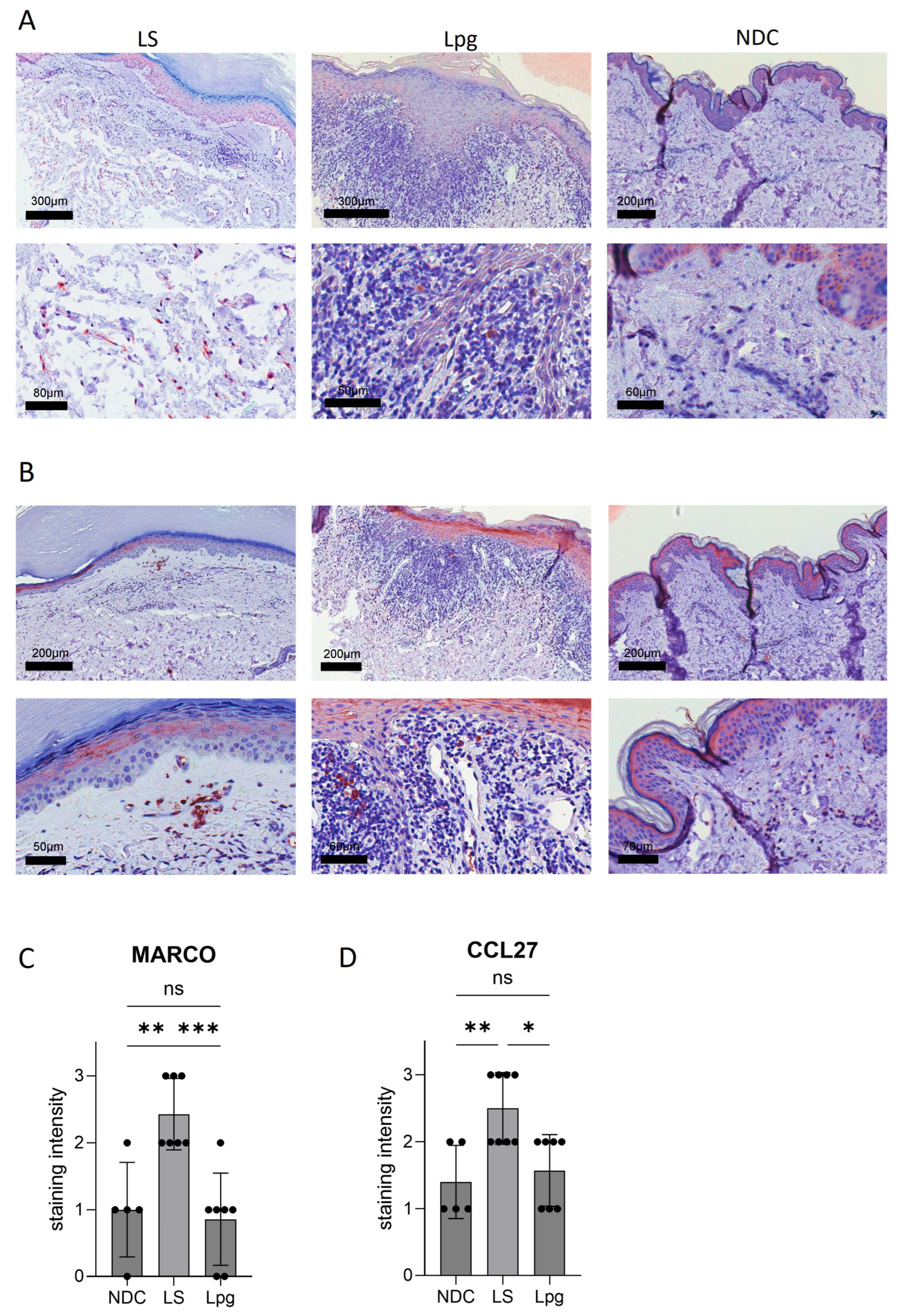 Biomedicines 13 02817 g002 Biomedicines 13 02817 g002
