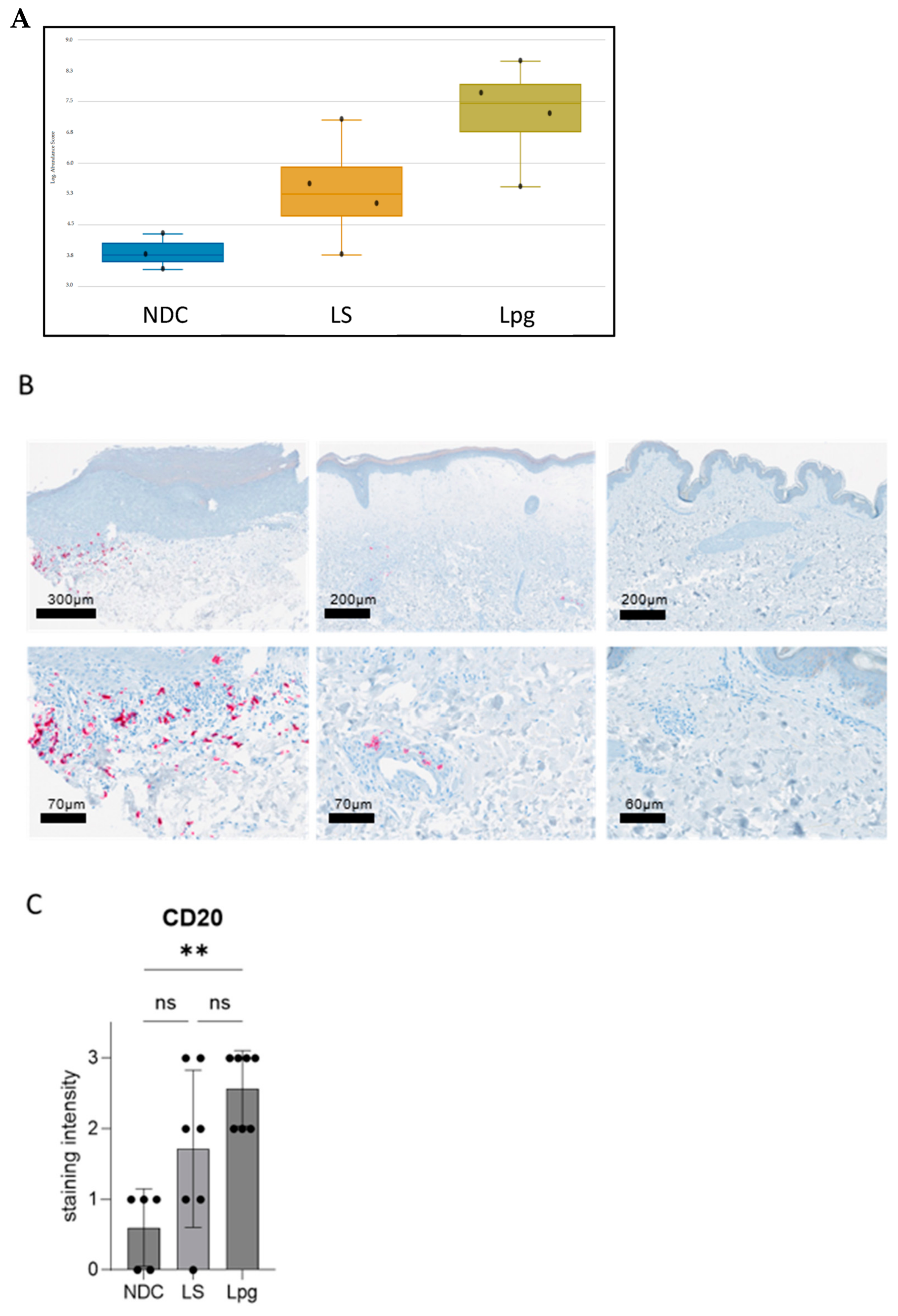 Biomedicines 13 02817 g003 Biomedicines 13 02817 g003