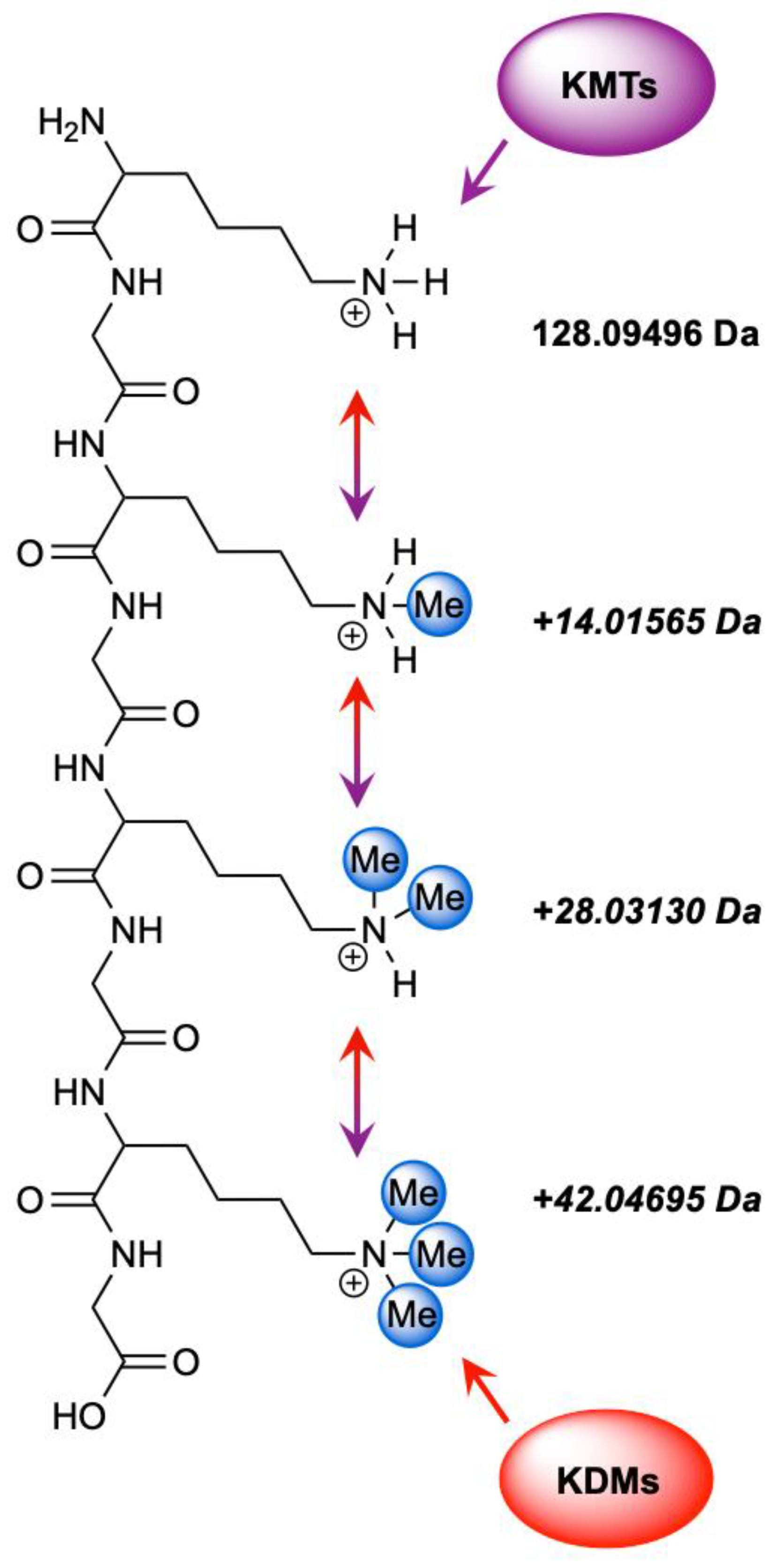 Biomedicines 13 02825 g001