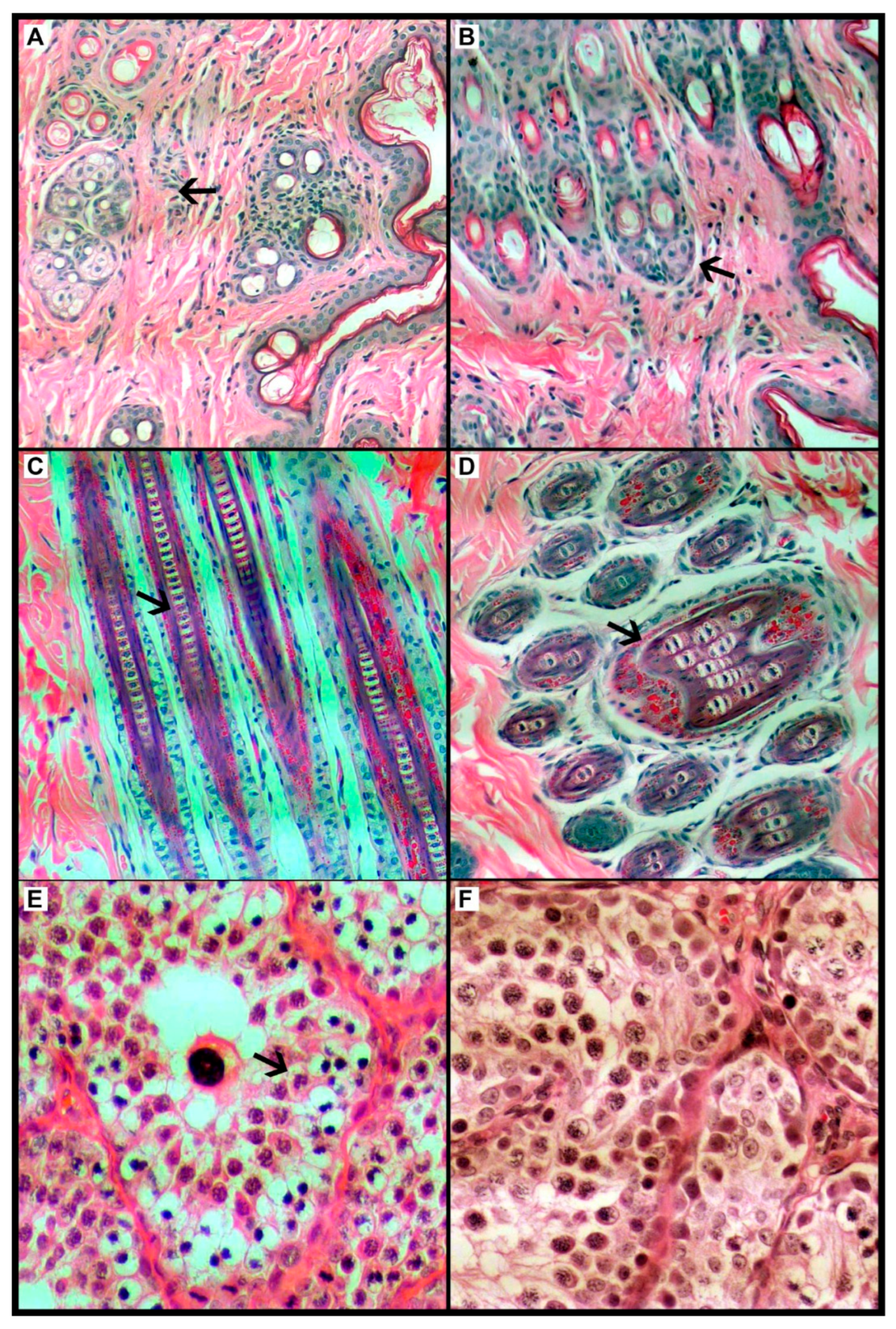 Biomedicines 13 02826 g002