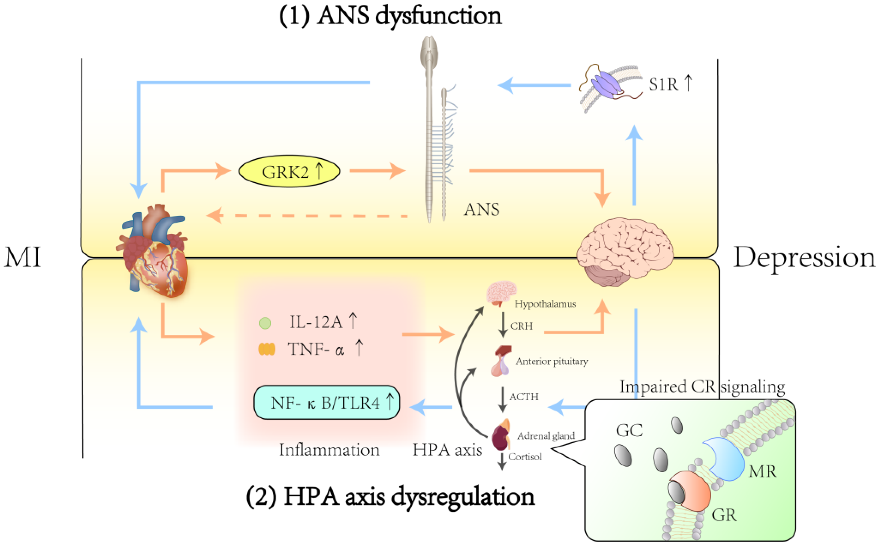 Biomedicines 13 02838 g002