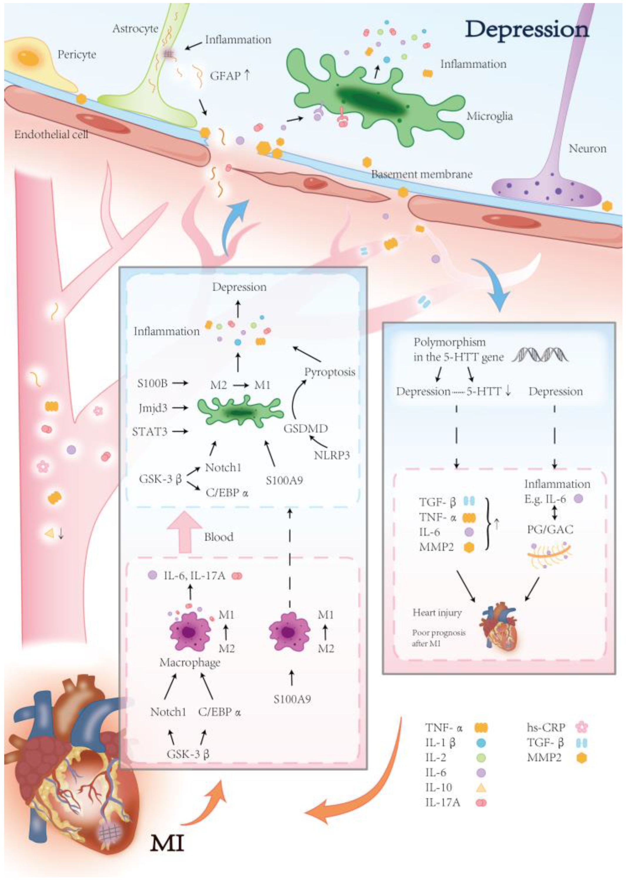 Biomedicines 13 02838 g003