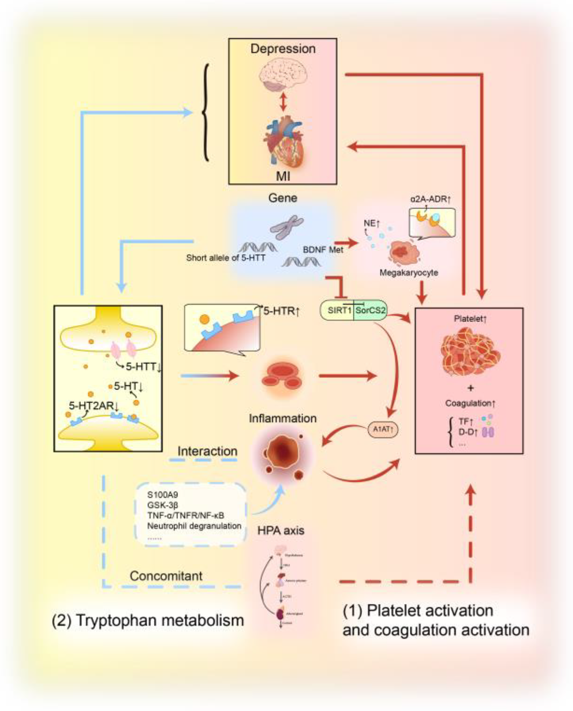Biomedicines 13 02838 g004