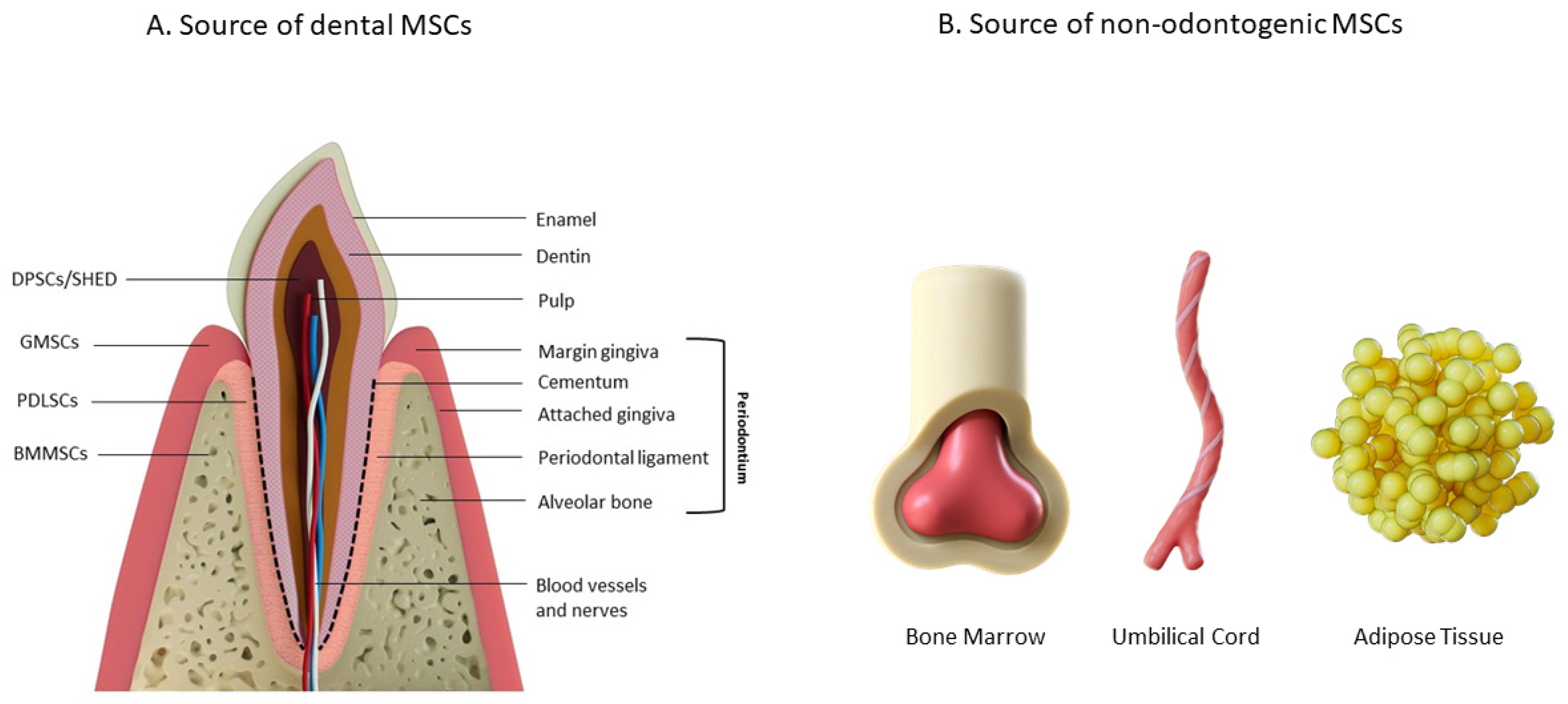 Biomedicines 13 02839 g001