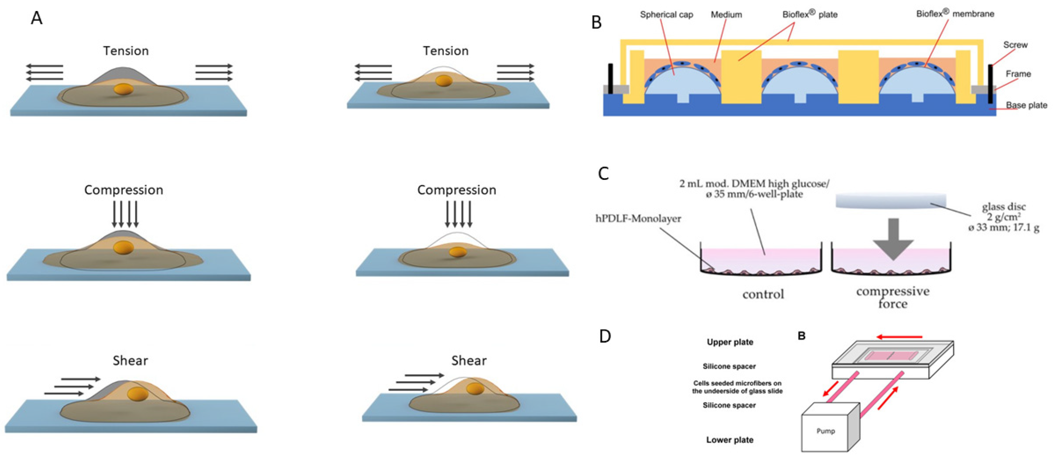 Biomedicines 13 02839 g002