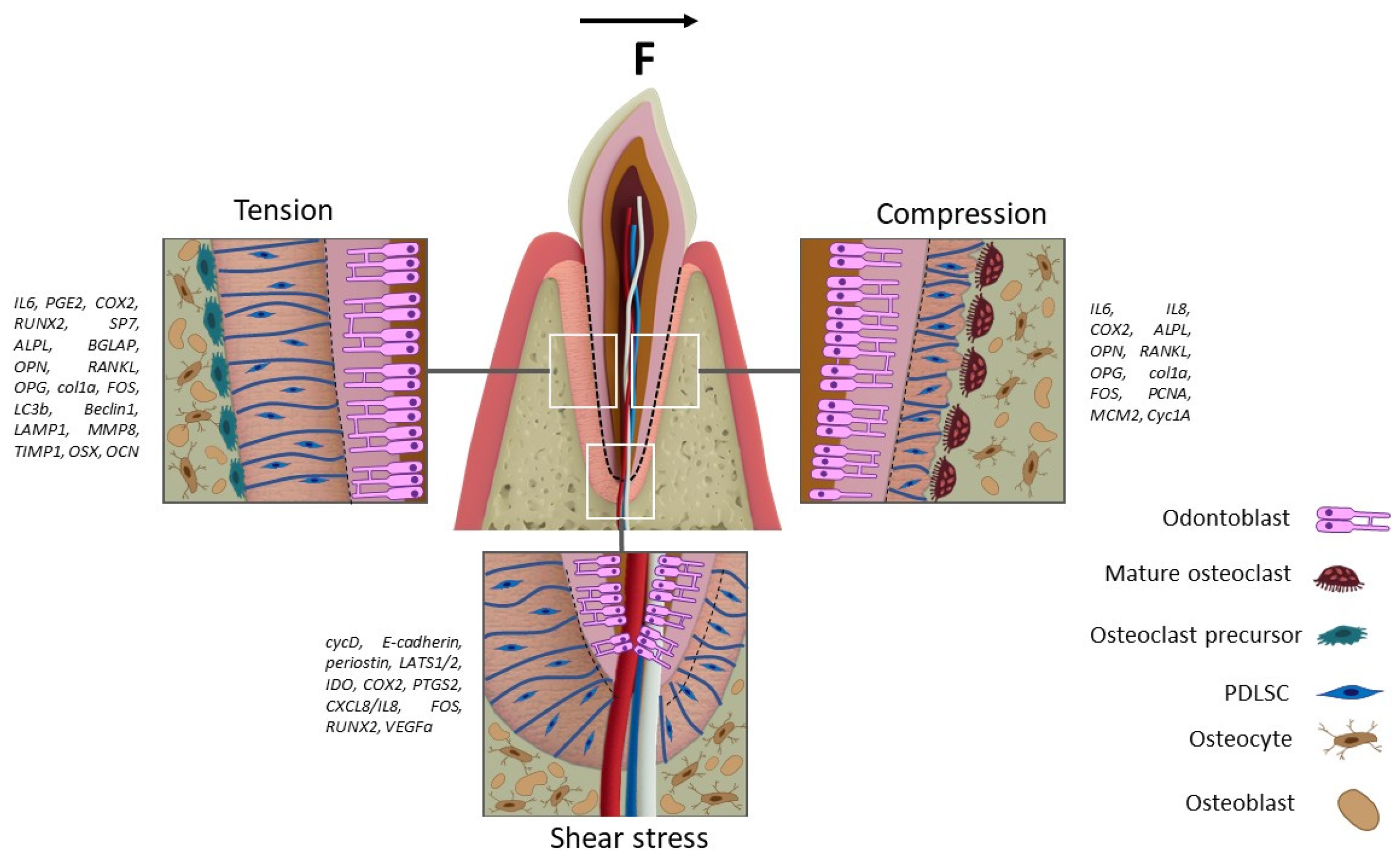 Biomedicines 13 02839 g003